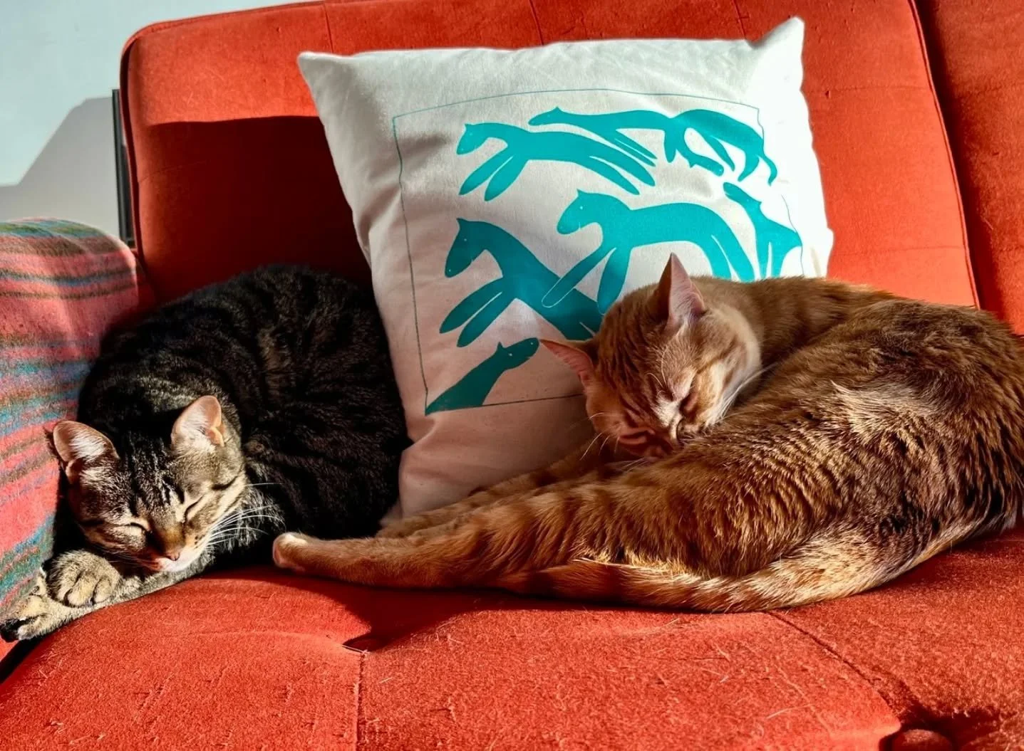 These hand printed and embroided pillow cases were a special order made by a friend. I was choosing a complementary color to the sofa to create a piece that belongs in a specific room. The cats love in too 😻

#handprintedpillowcases #screenprinted 
