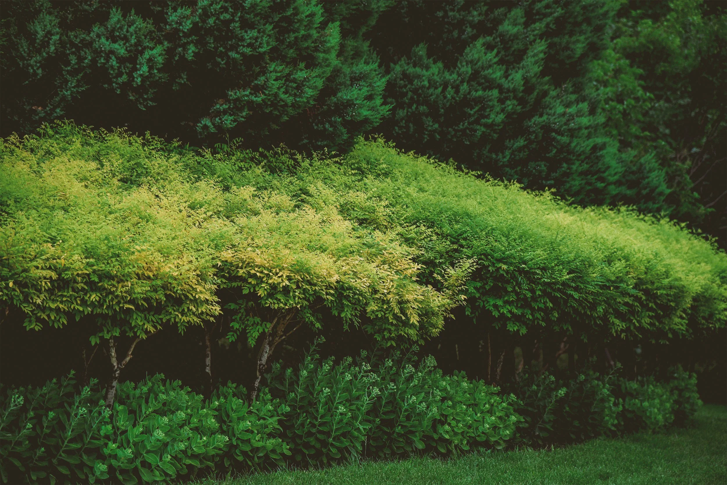 Green foliage with different shades of green in a garden, including trees and bushes with dense leaves, and a well-manicured grass lawn in the foreground.