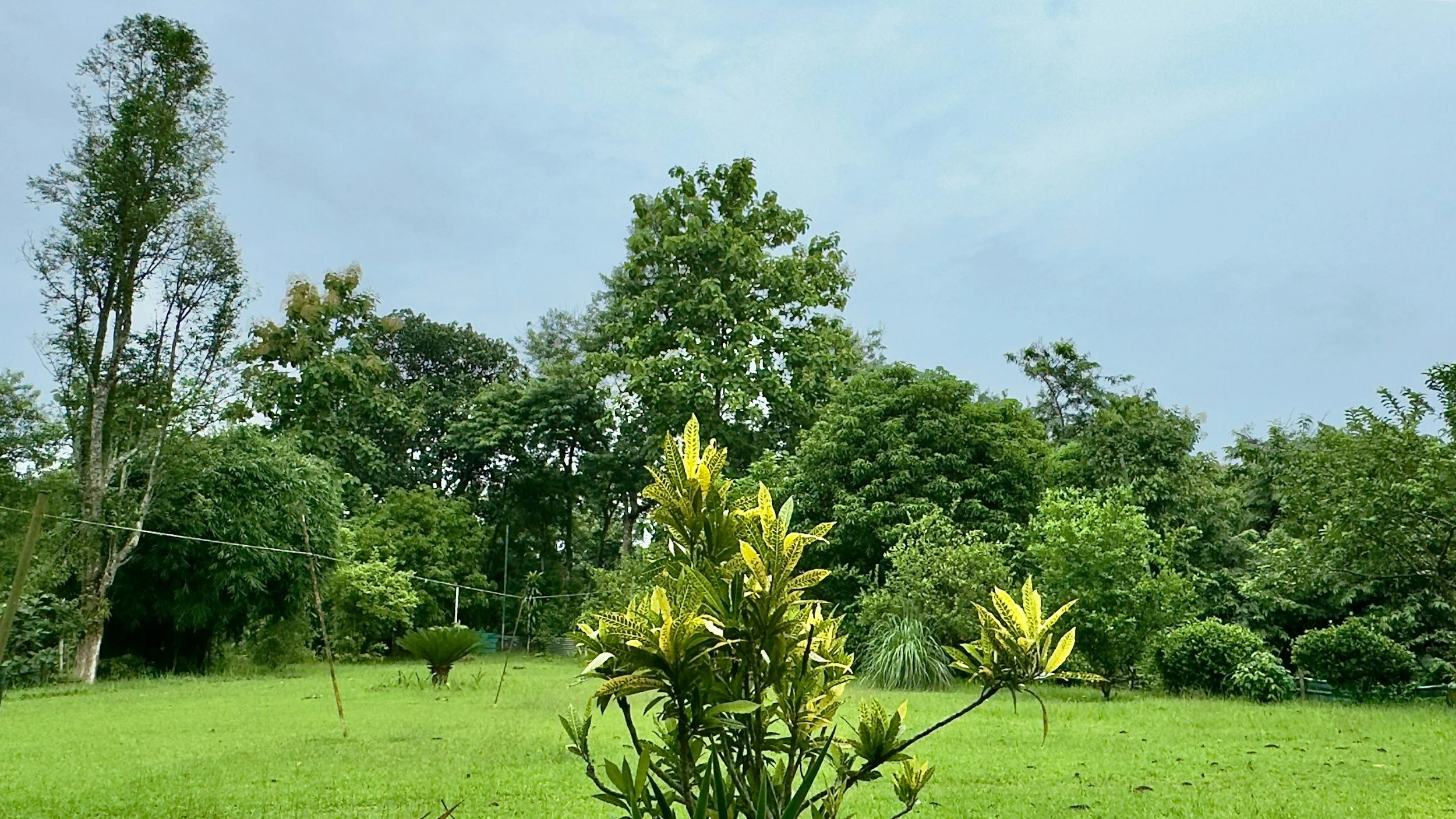 A lush green garden with various trees and plants under a cloudy sky.
