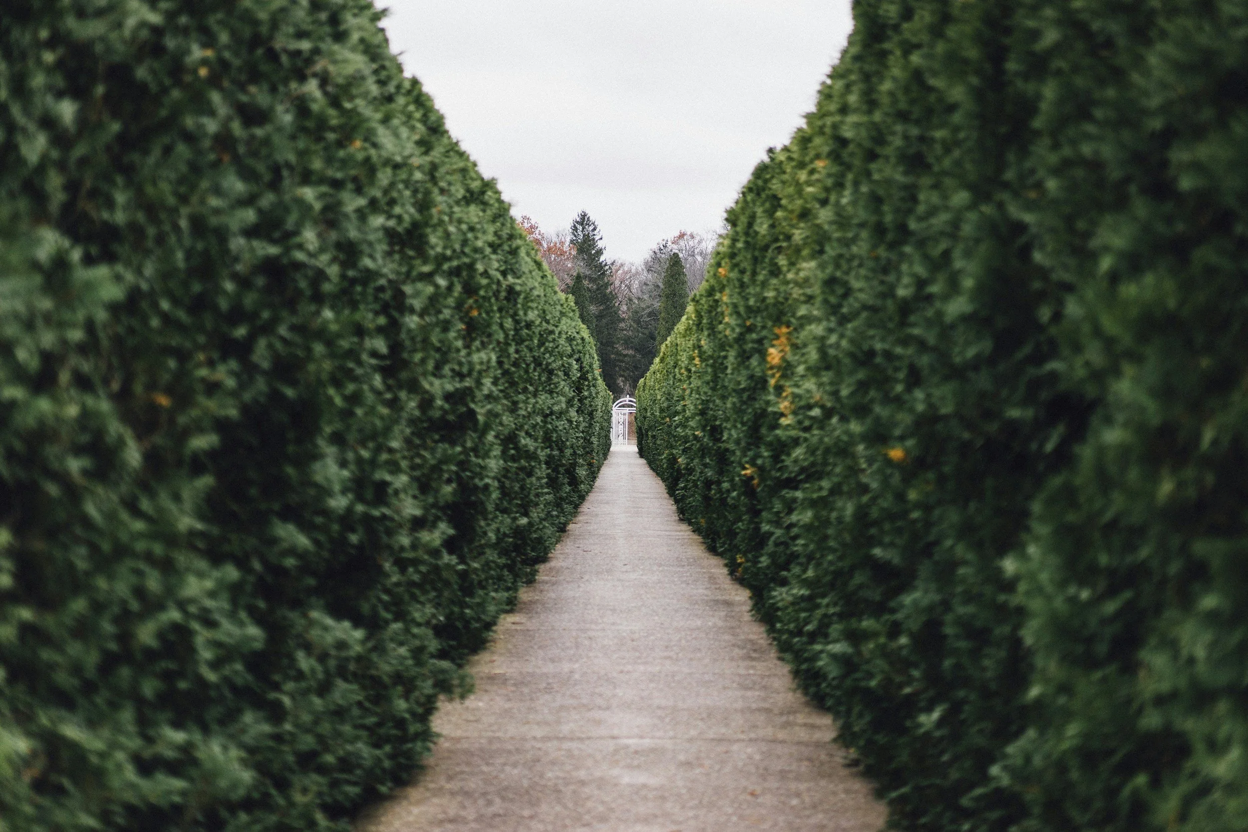A narrow concrete pathway flanked by tall, well-trimmed green hedges leading to a white gate in the distance.