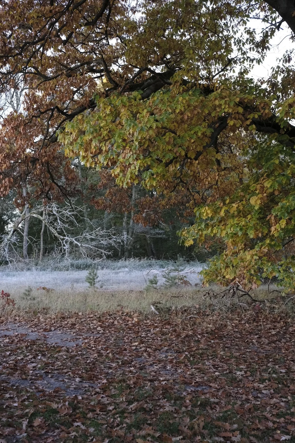 Herbst_Stempnitz_2025