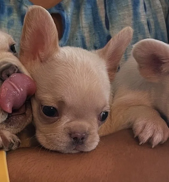 Noor (8 weeks as of First week of 10/25)