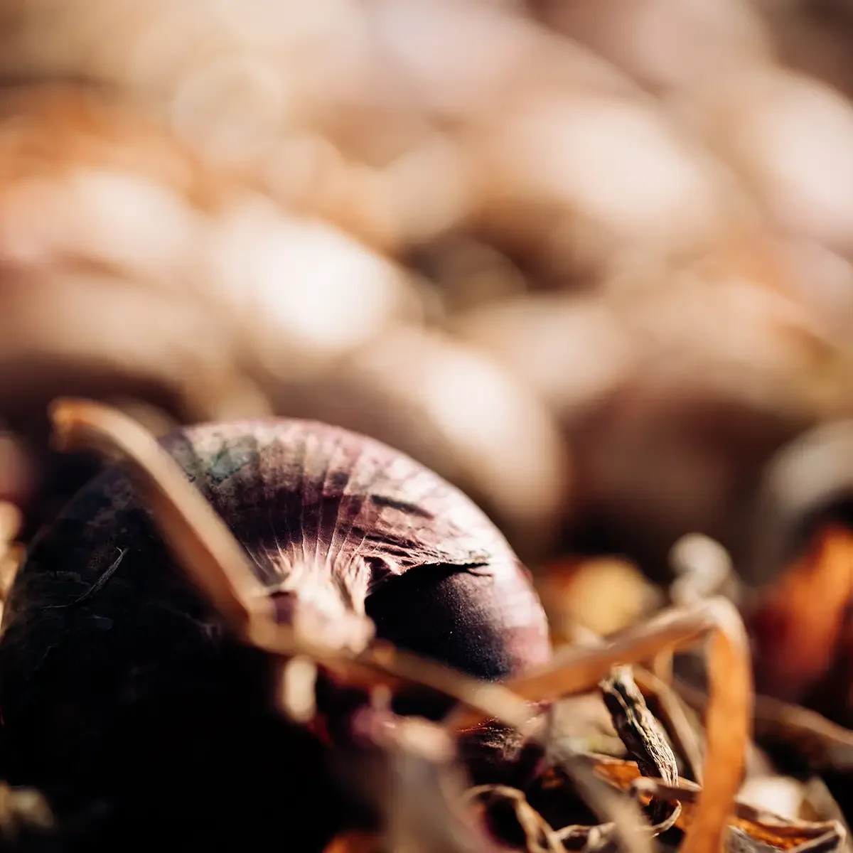 Fotostudio Trier nachhatig