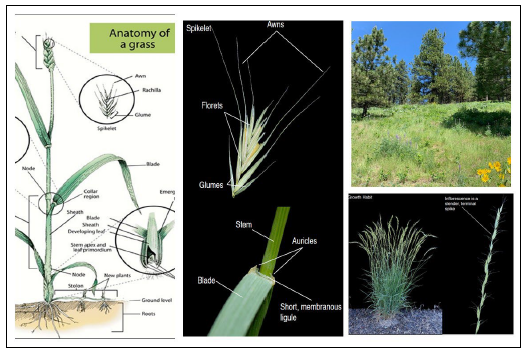 Grass Workshop Field Work