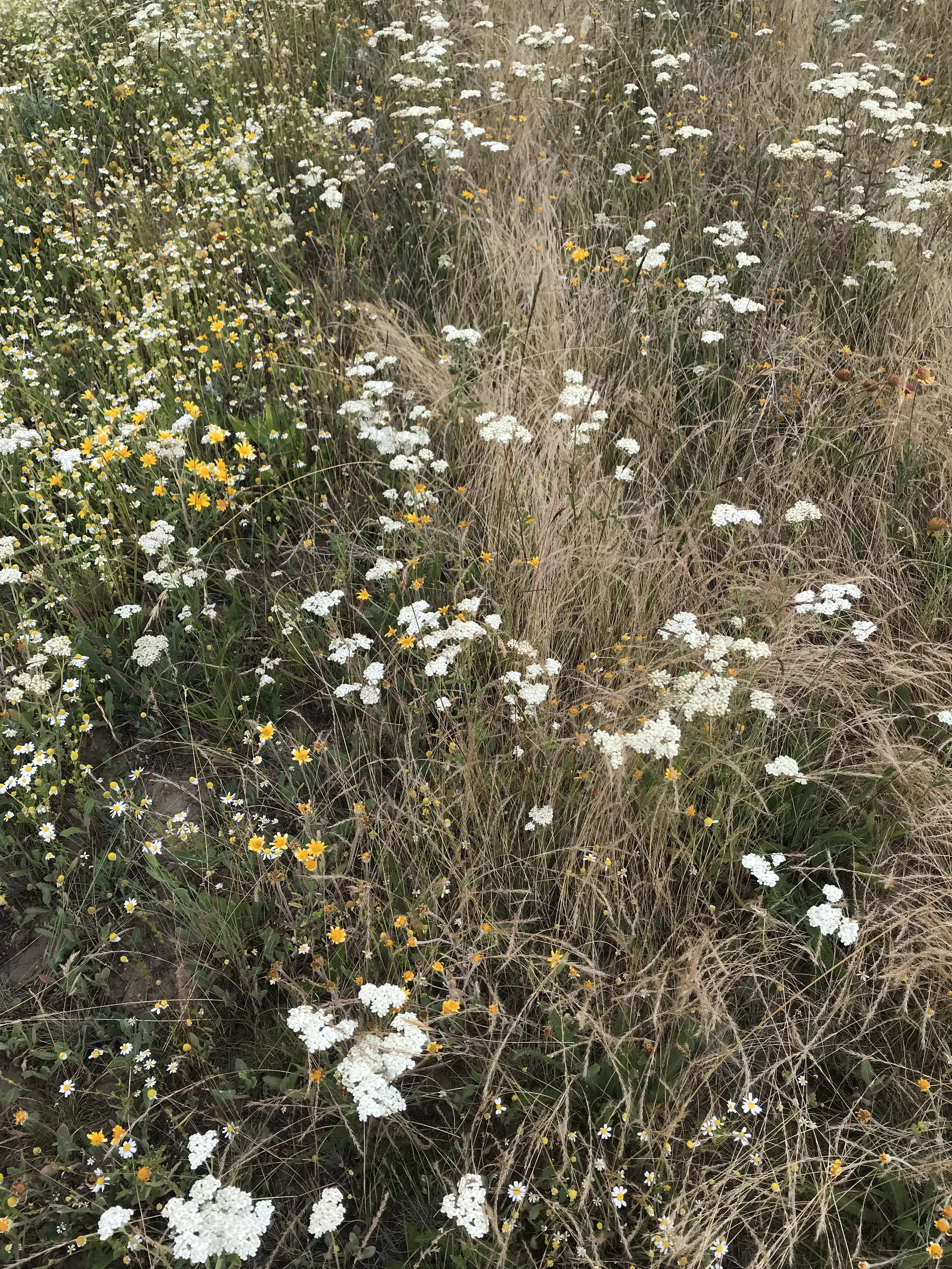 A mixed wildflower meadow with white, yellow, and small purple flowers, and tall grasses.