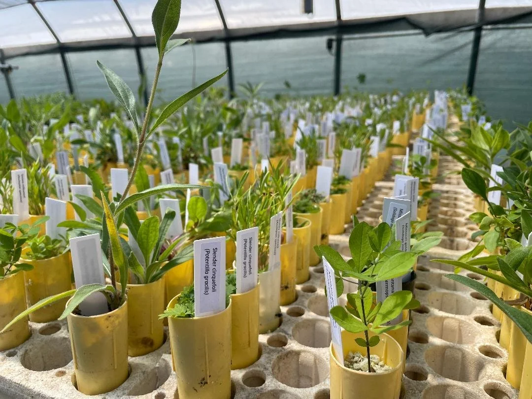Young plant seedlings in small yellow pots inside a greenhouse, labeled with plant identification tags.