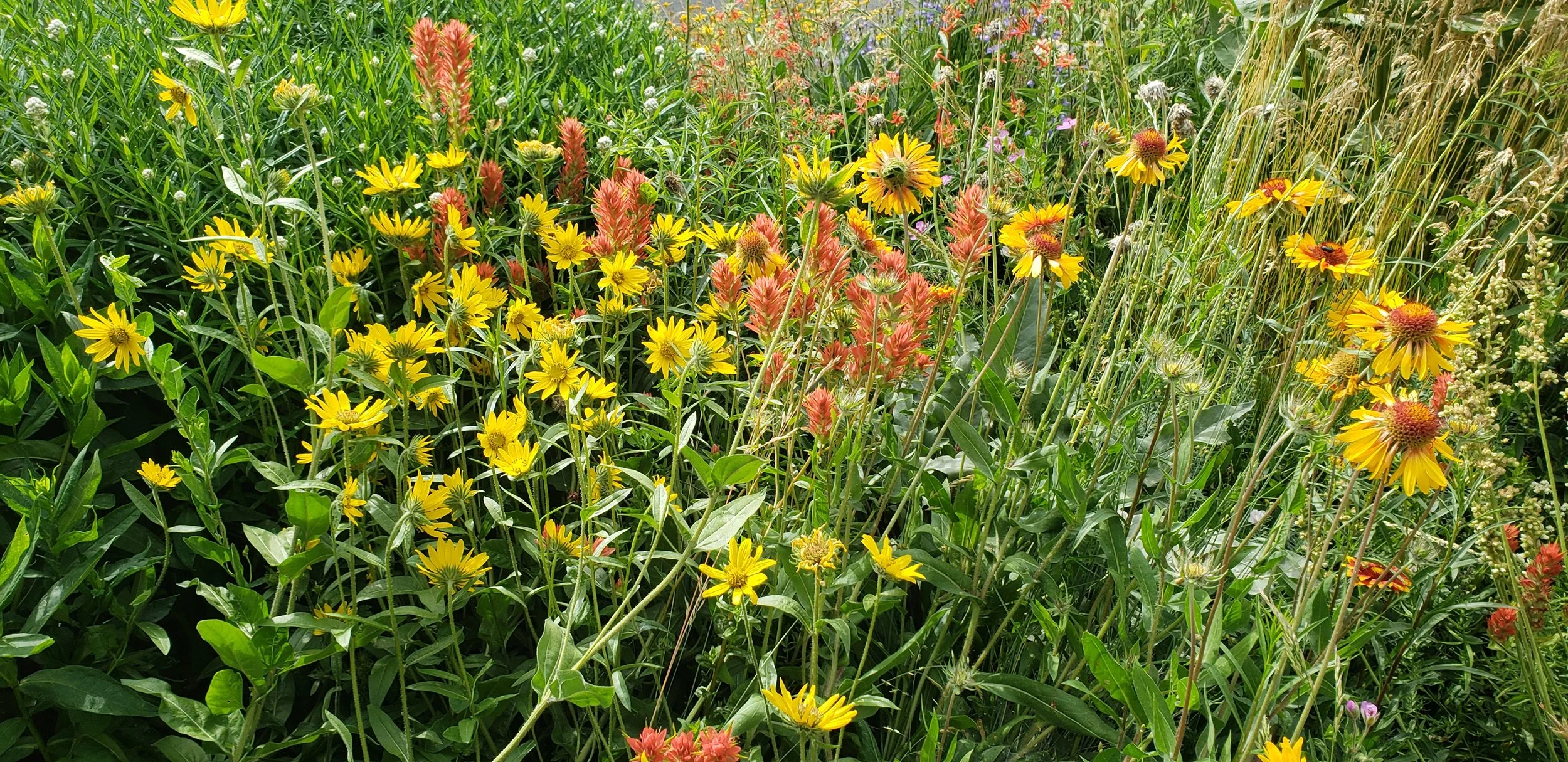 A vibrant field of wildflowers with yellow flowers, pinkish-red flowers, and various green foliage.
