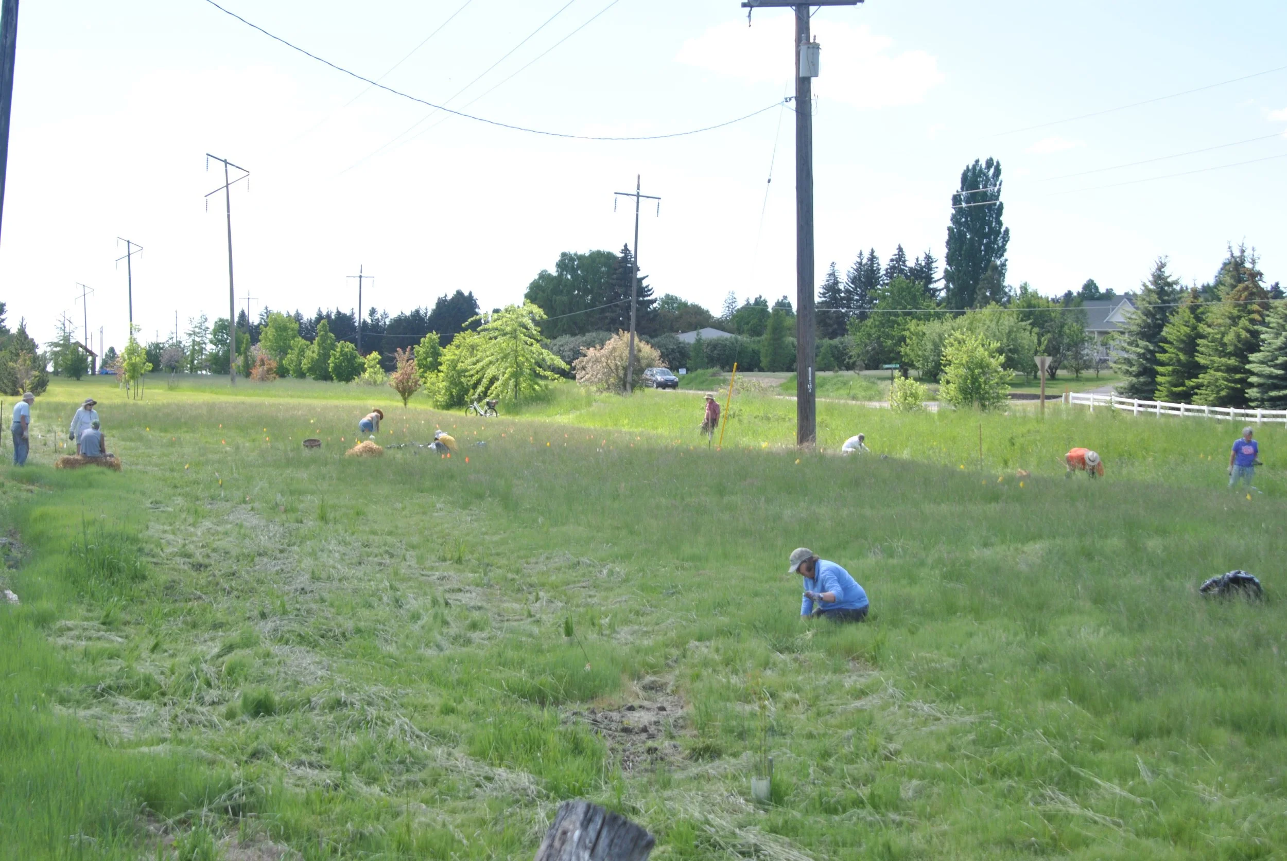 People working together planting trees or flowers in a grassy field with trees, houses, and utility poles in the background.