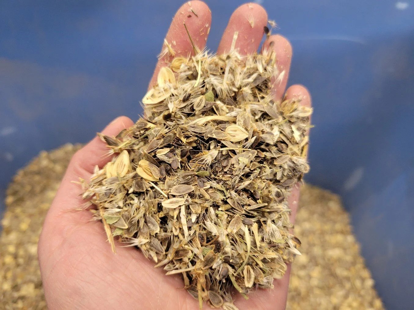 A person's hand holding a handful of sunflower seeds with a blue background and more seeds in a container.