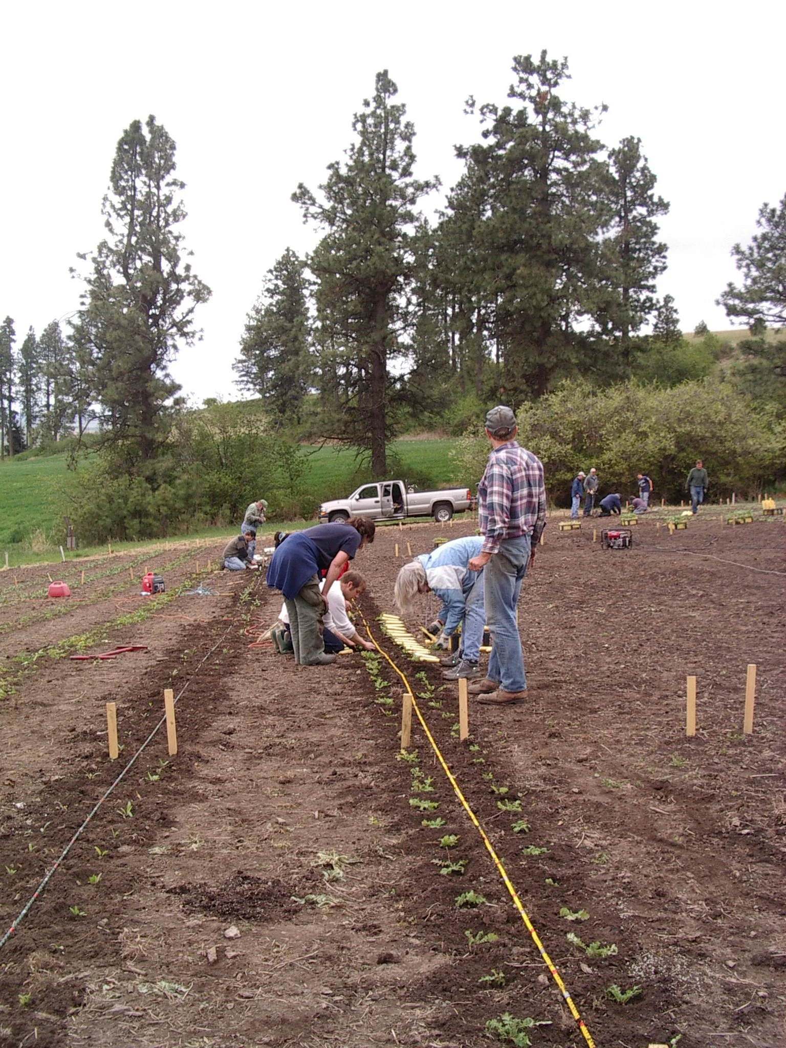 People planting seedlings in organized rows on farm land, with a pickup truck and trees in the background.
