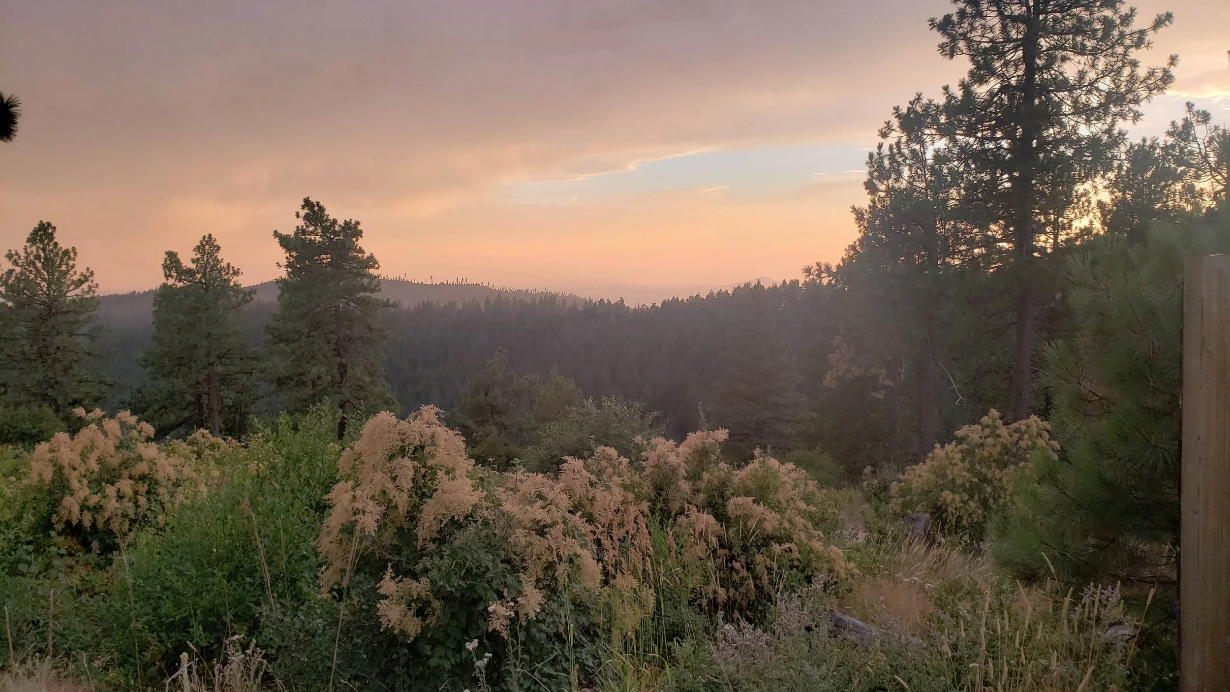 Sunset over a forested landscape with tall pine trees, distant mountains, and blooming shrubbery in the foreground.
