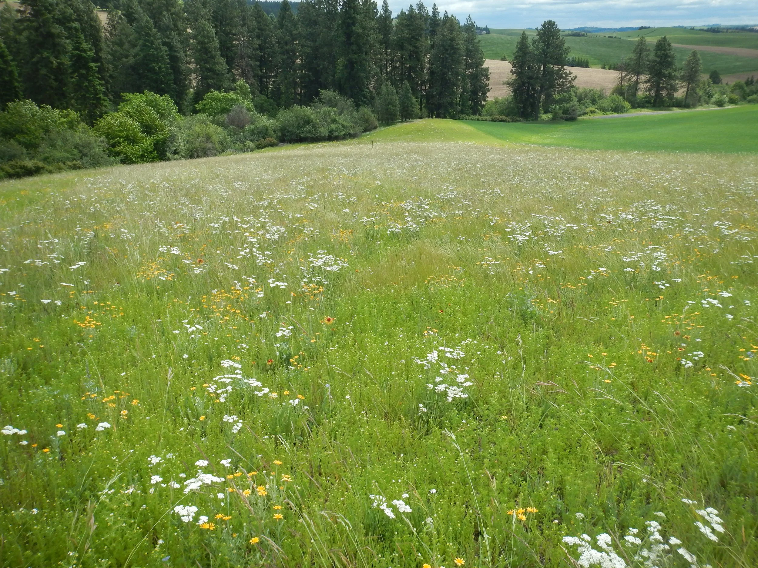 A scenic view of a grassy meadow filled with wildflowers, bordered by trees and rolling hills in the distance under a partly cloudy sky.