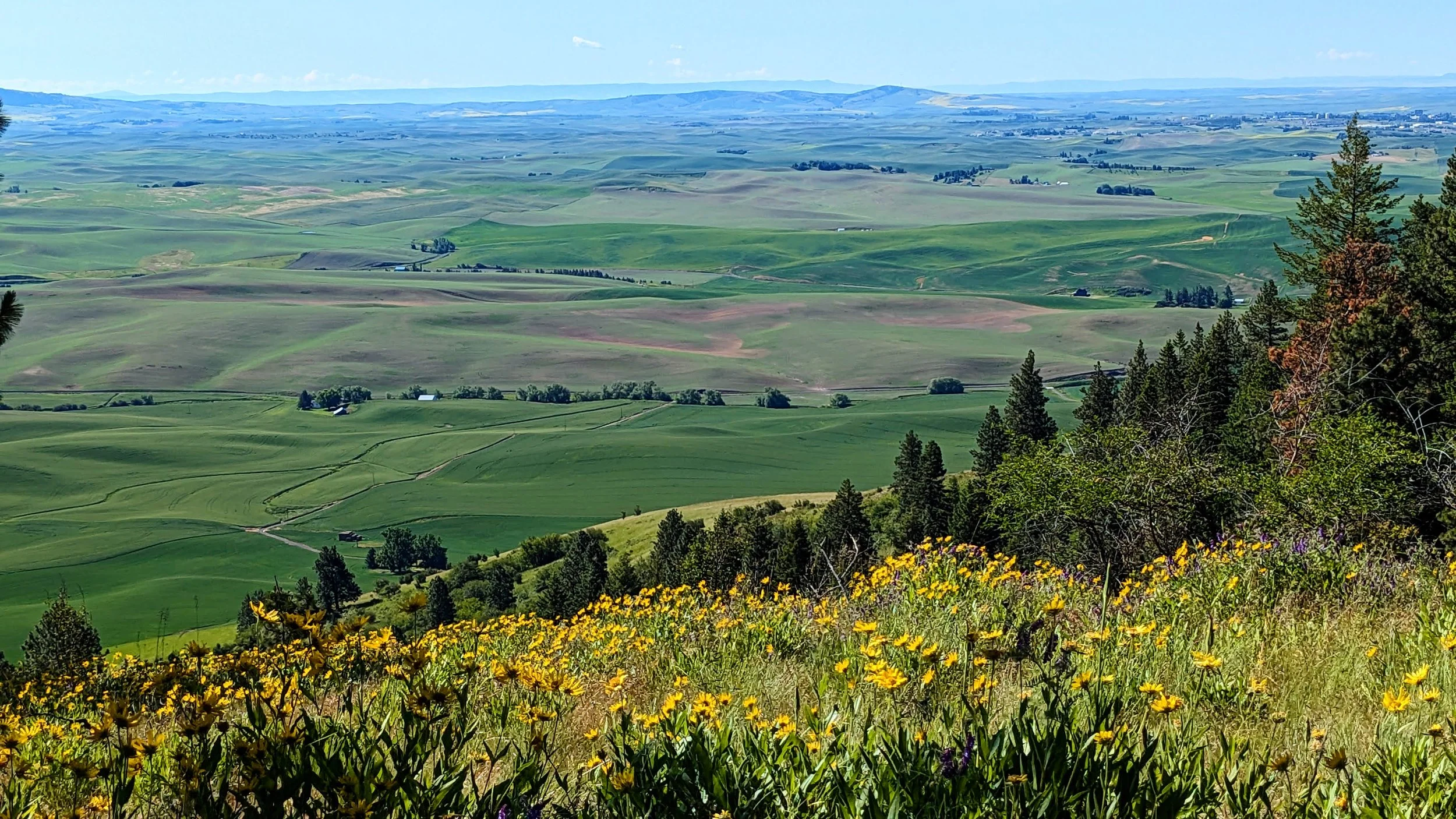 Scenic view of rolling green hills and farmland under a blue sky with sparse clouds, with yellow wildflowers in the foreground and a line of trees on the right side.