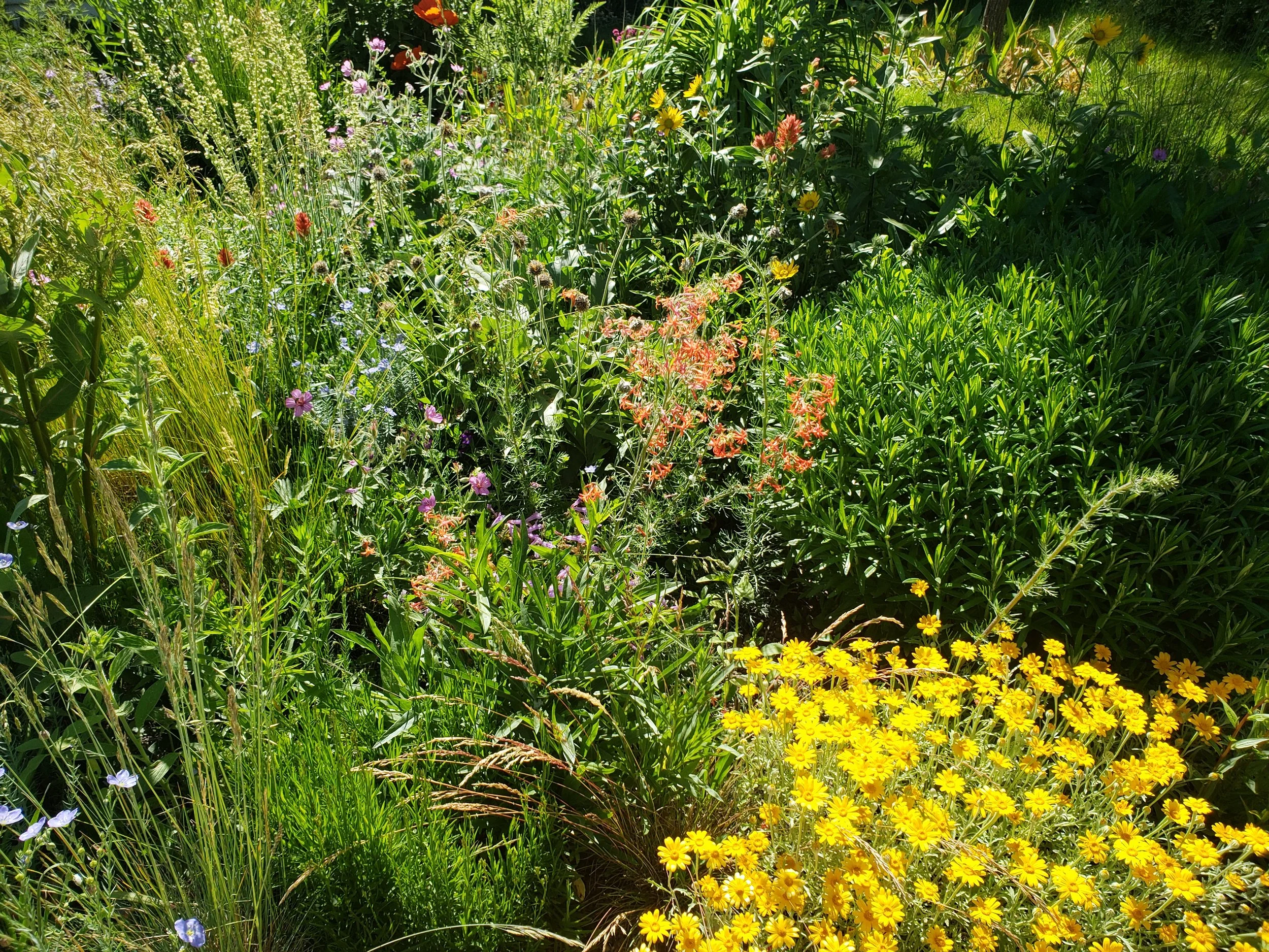 A vibrant garden with various green plants, yellow flowers, purple and pink wildflowers, and tall grass under bright sunlight.