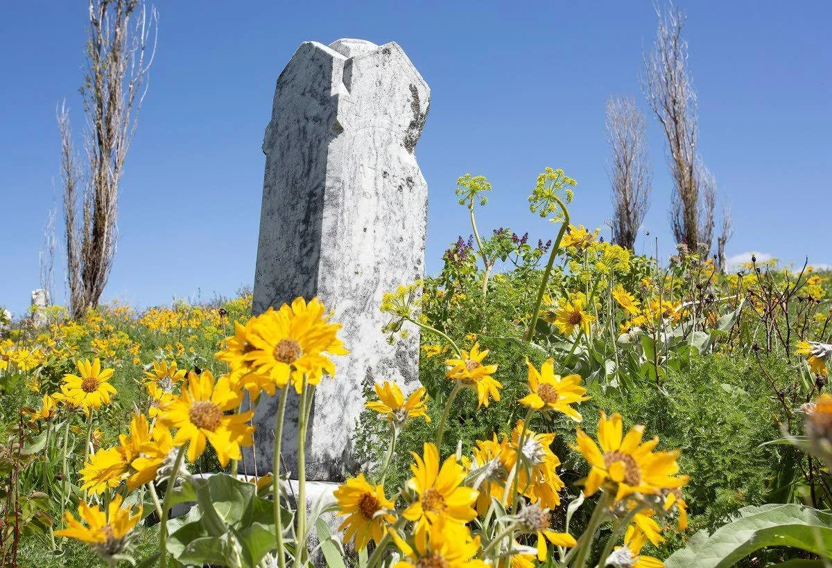 A weathered white gravestone surrounded by yellow flowers and tall, leafless trees under a bright blue sky.