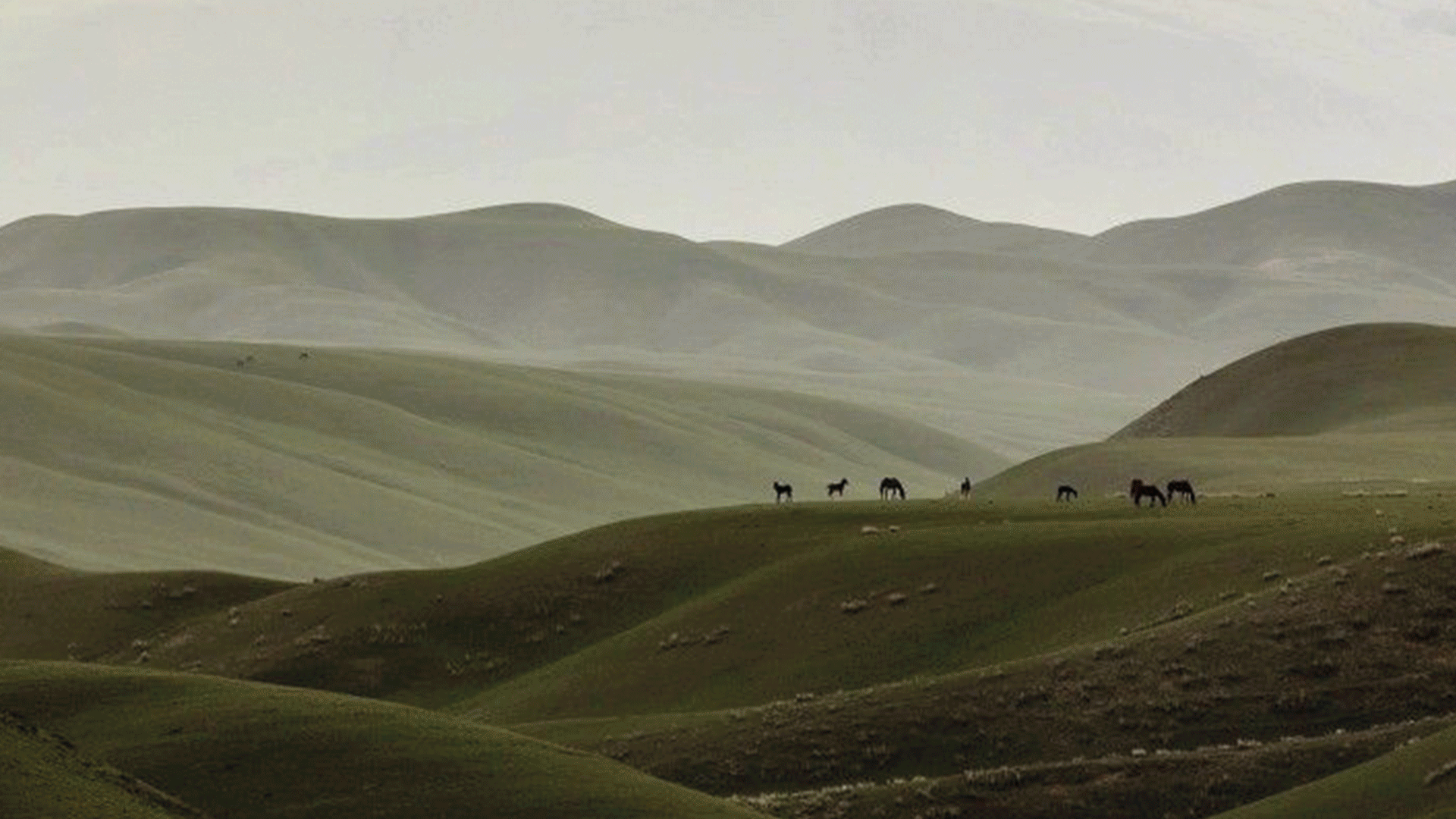 flama_creative-studio_banner