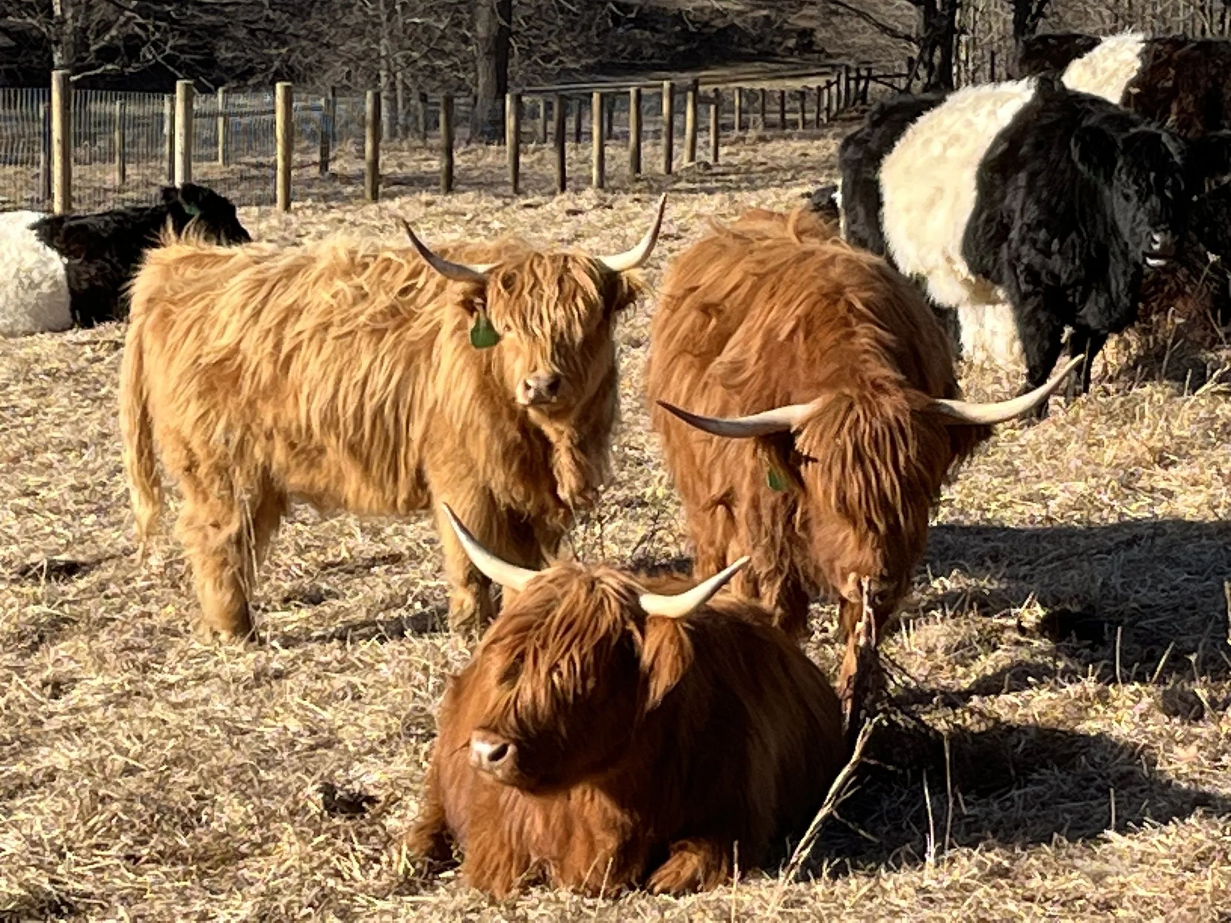 EAT - Pastured Meat - select add to cart for more information