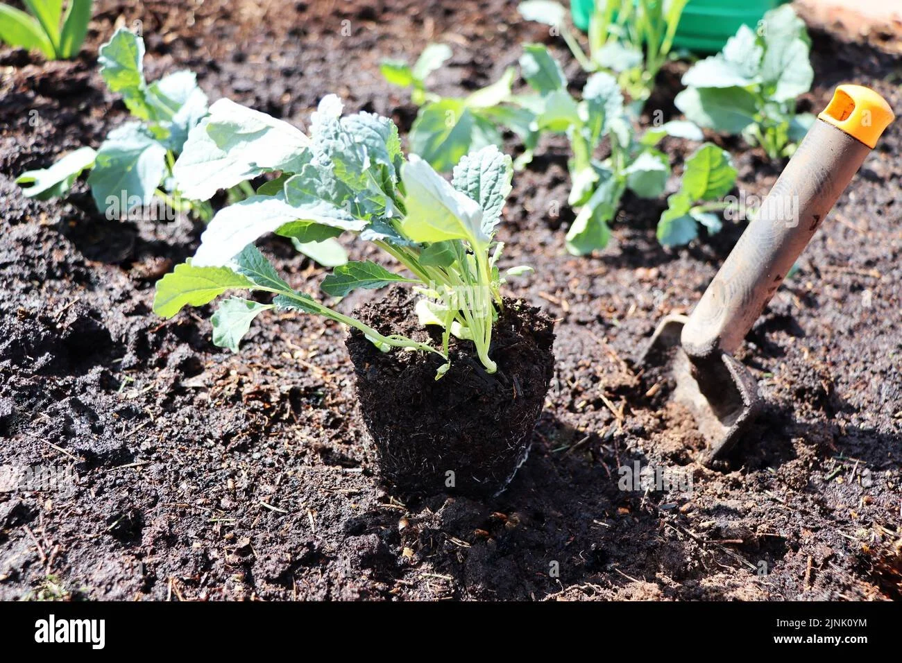 kale-gardening-vegetable-garden-planting-kales-plant-care-tending-of-plants-vegetable-gardens-grafting-2JNK0YM.jpg