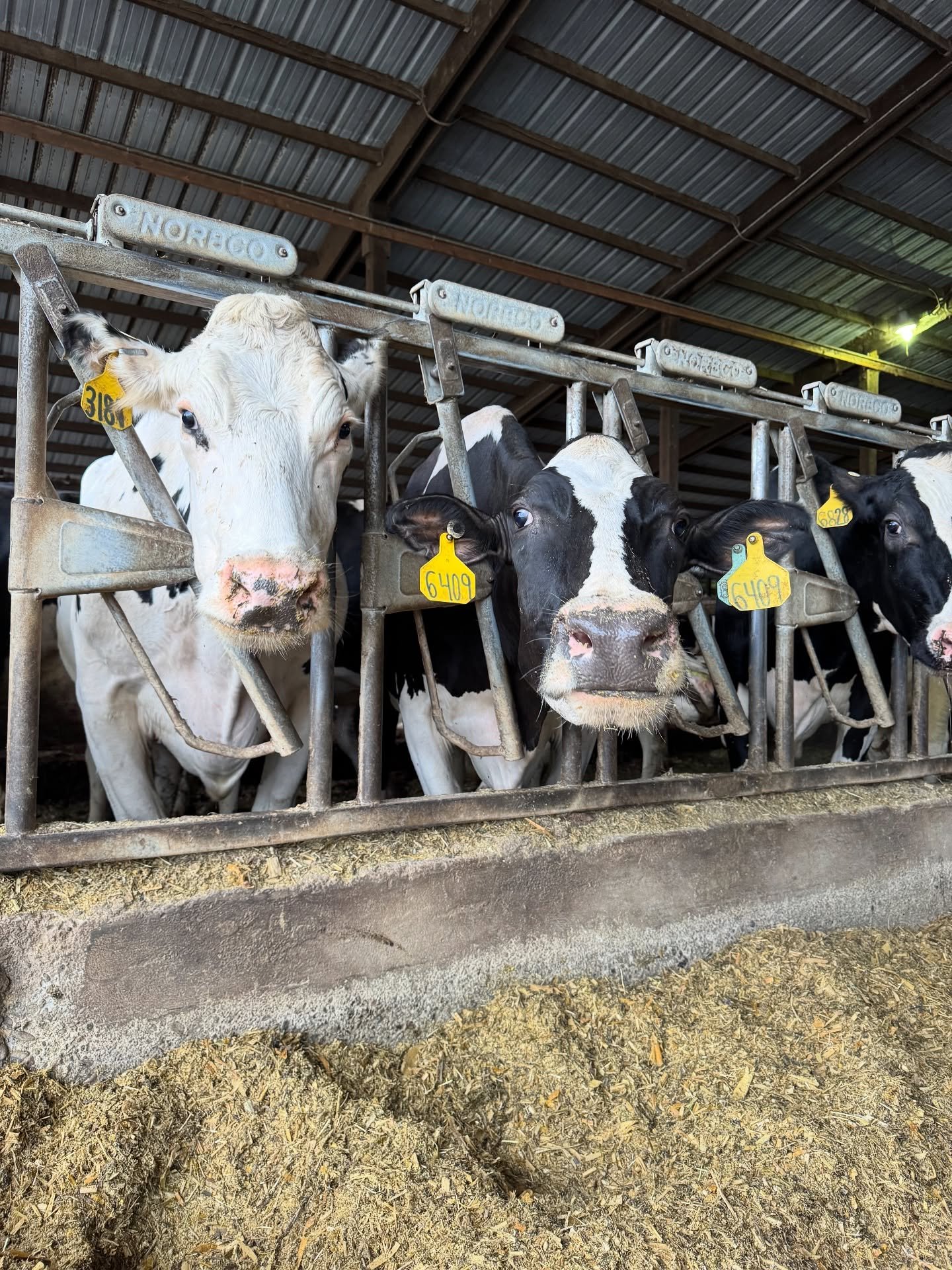 Haulin&rsquo; gallon after gallon 🐮