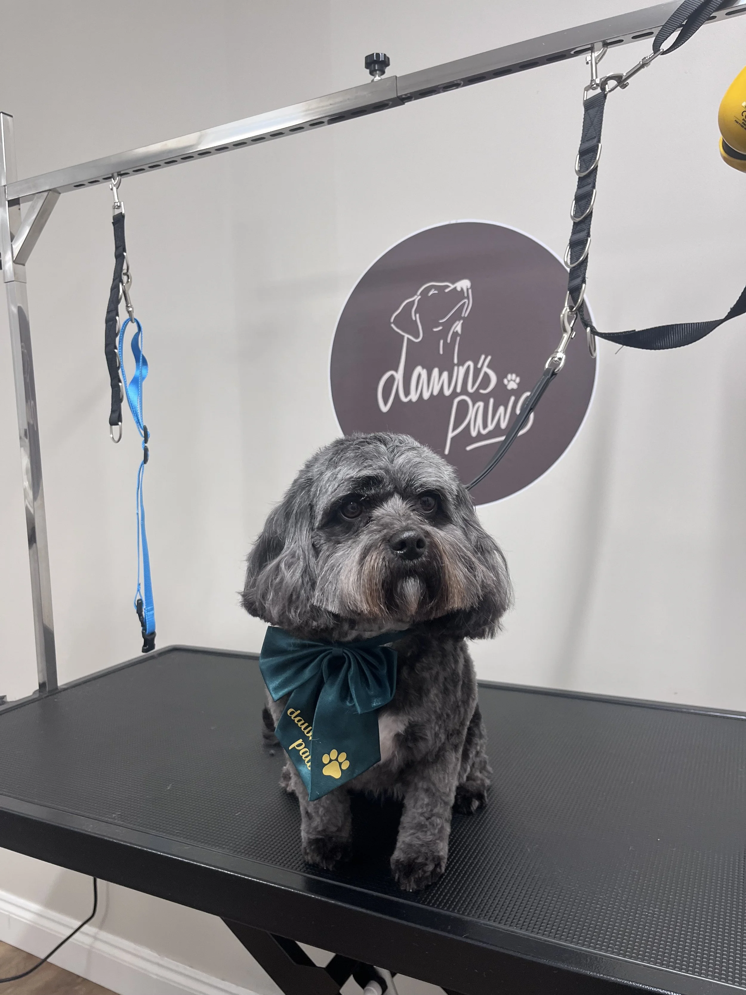 A small dog with gray fur and a teal bowtie sitting on a grooming table with a grooming station background that has a sign reading 'Dawn's Paws' and a graphic of a dog line drawing.