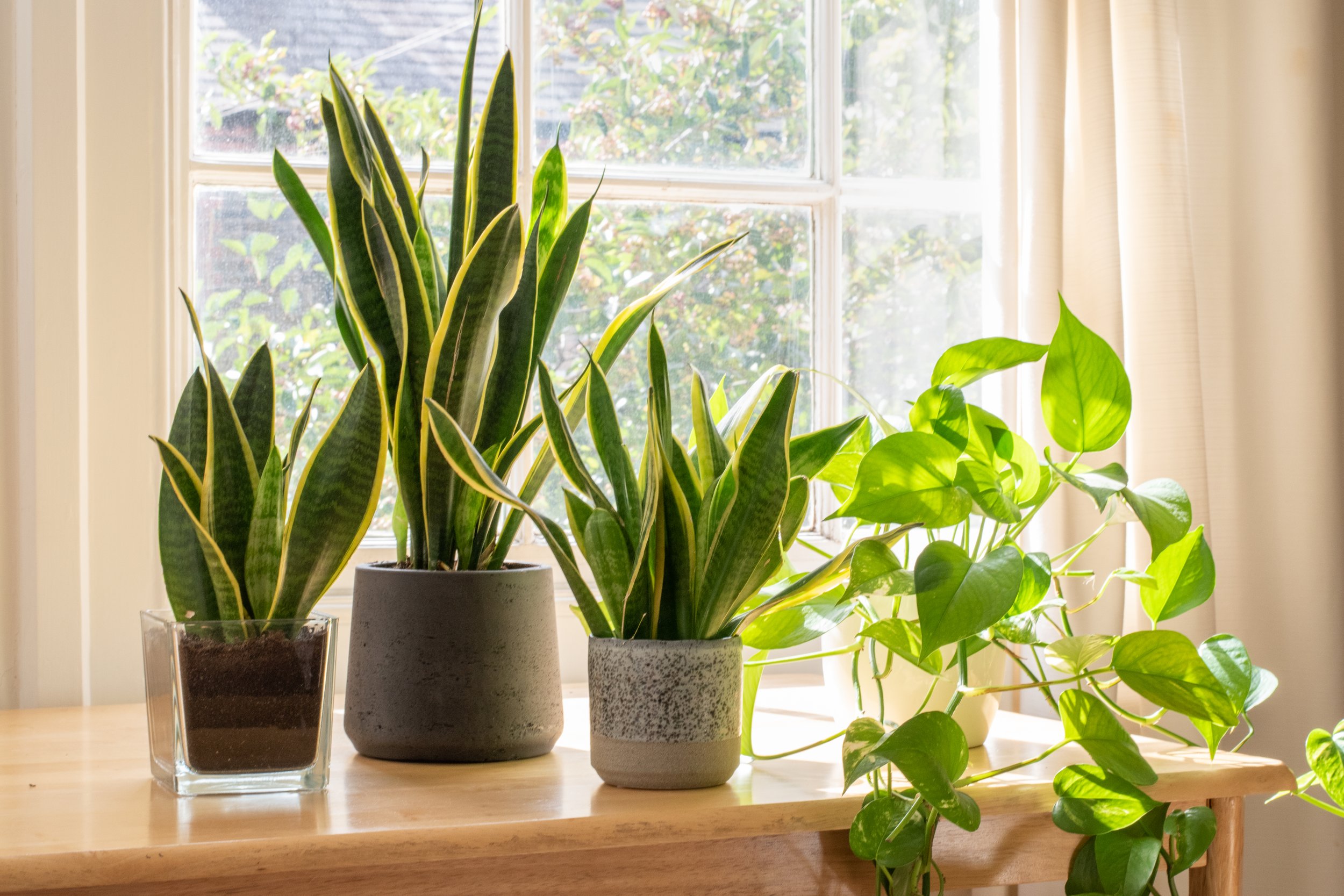 Three potted houseplants on a wooden windowsill with a window and curtains in the background. The plants include a snake plant (Sansevieria) in a square glass pot, a snake plant in a round gray pot, and a pothos in a gray speckled pot, with sunlight illuminating the scene.
