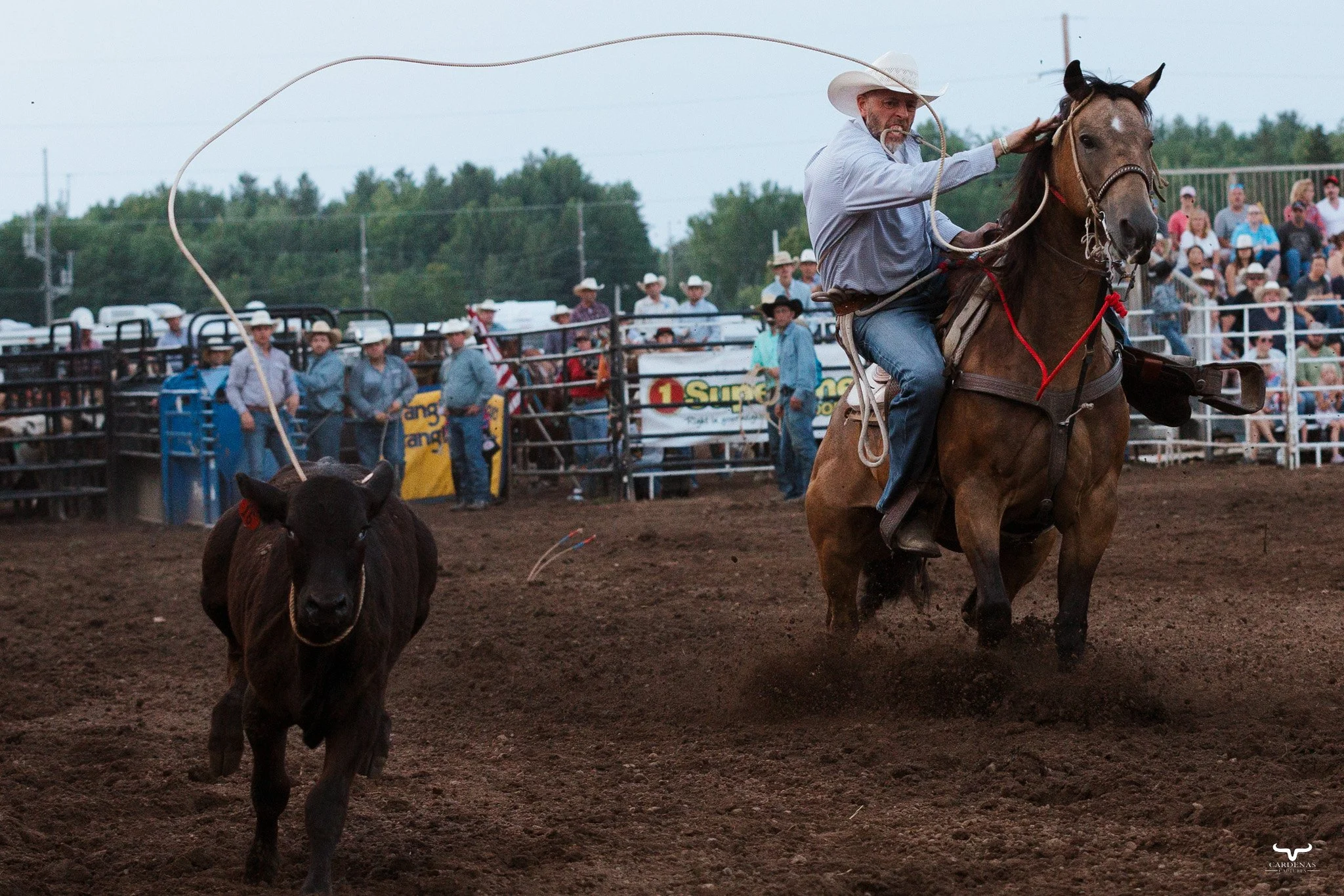 Rodeo cowboy on horseback with lasso chasing a steer on a dirt rodeo arena, crowd in bleachers watching.