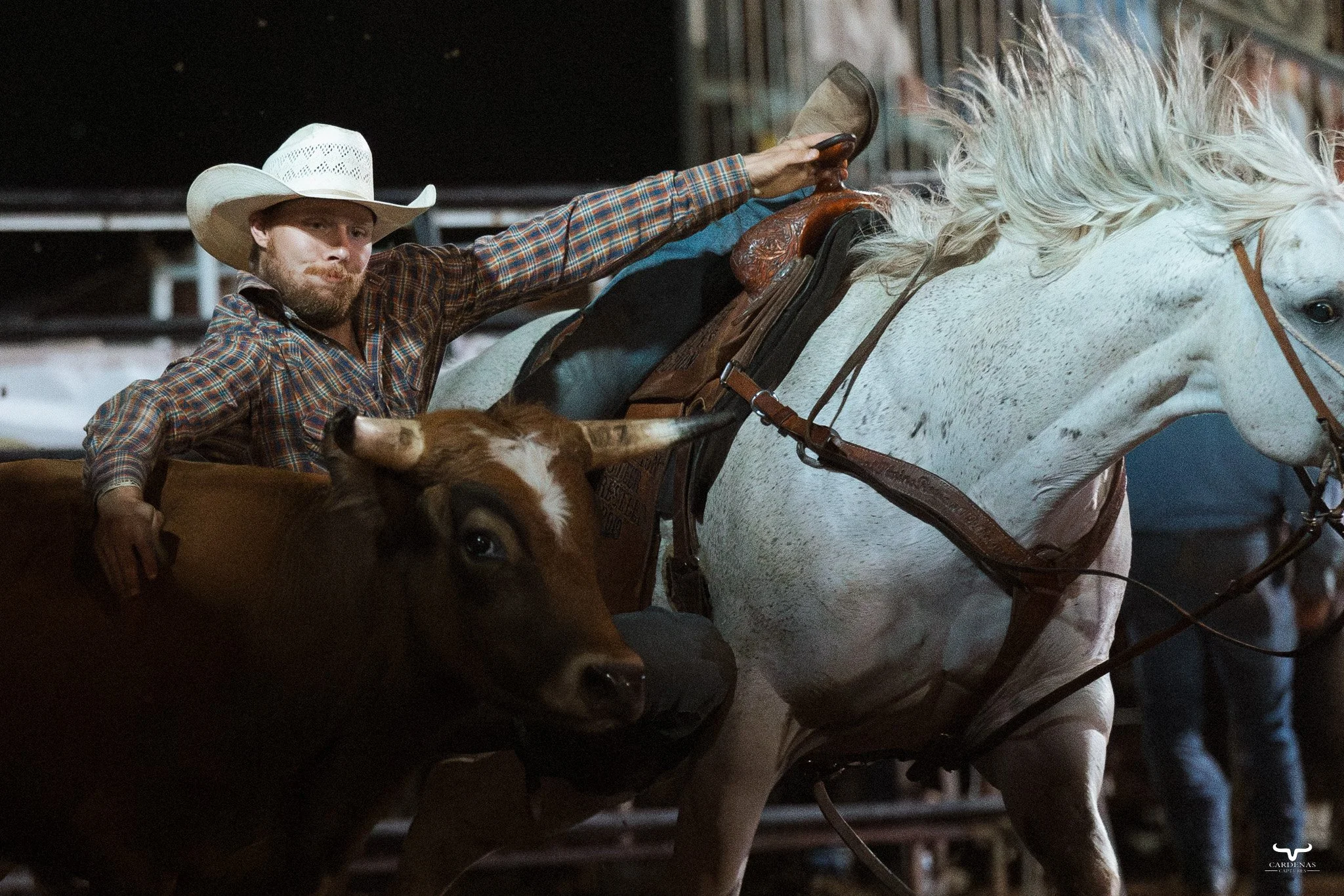 A cowboy in a plaid shirt and white cowboy hat riding a white horse inside a rodeo arena. A brown calf is located in front of the cowboy, with the cowboy extending his arm towards the calf. The scene appears to be part of a rodeo or cattle herding event.