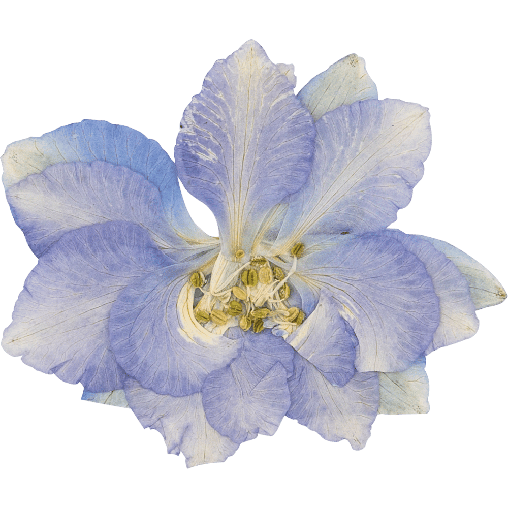 Fleur de couleur violette avec plusieurs pétales délicats et des étamines jaunes au centre.