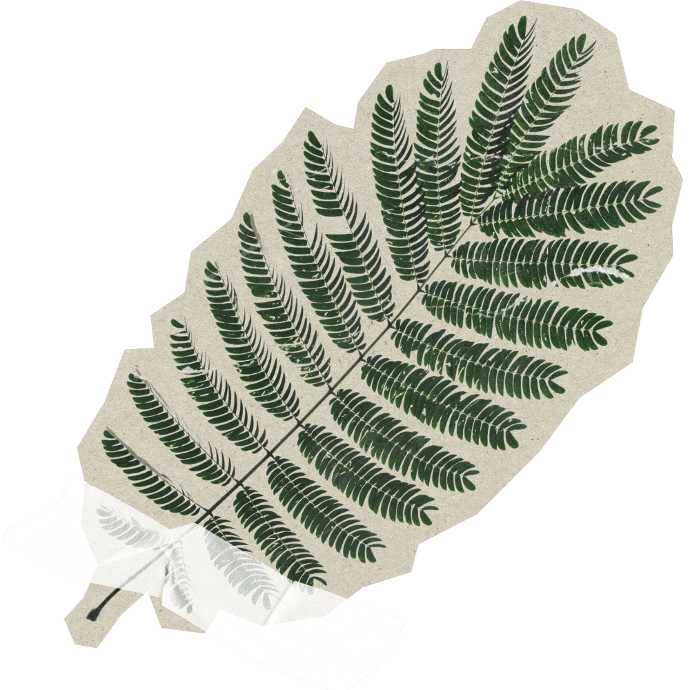 Feuille de fougère avec des motifs de feuilles vertes sur une feuille imprimée ou superposée.