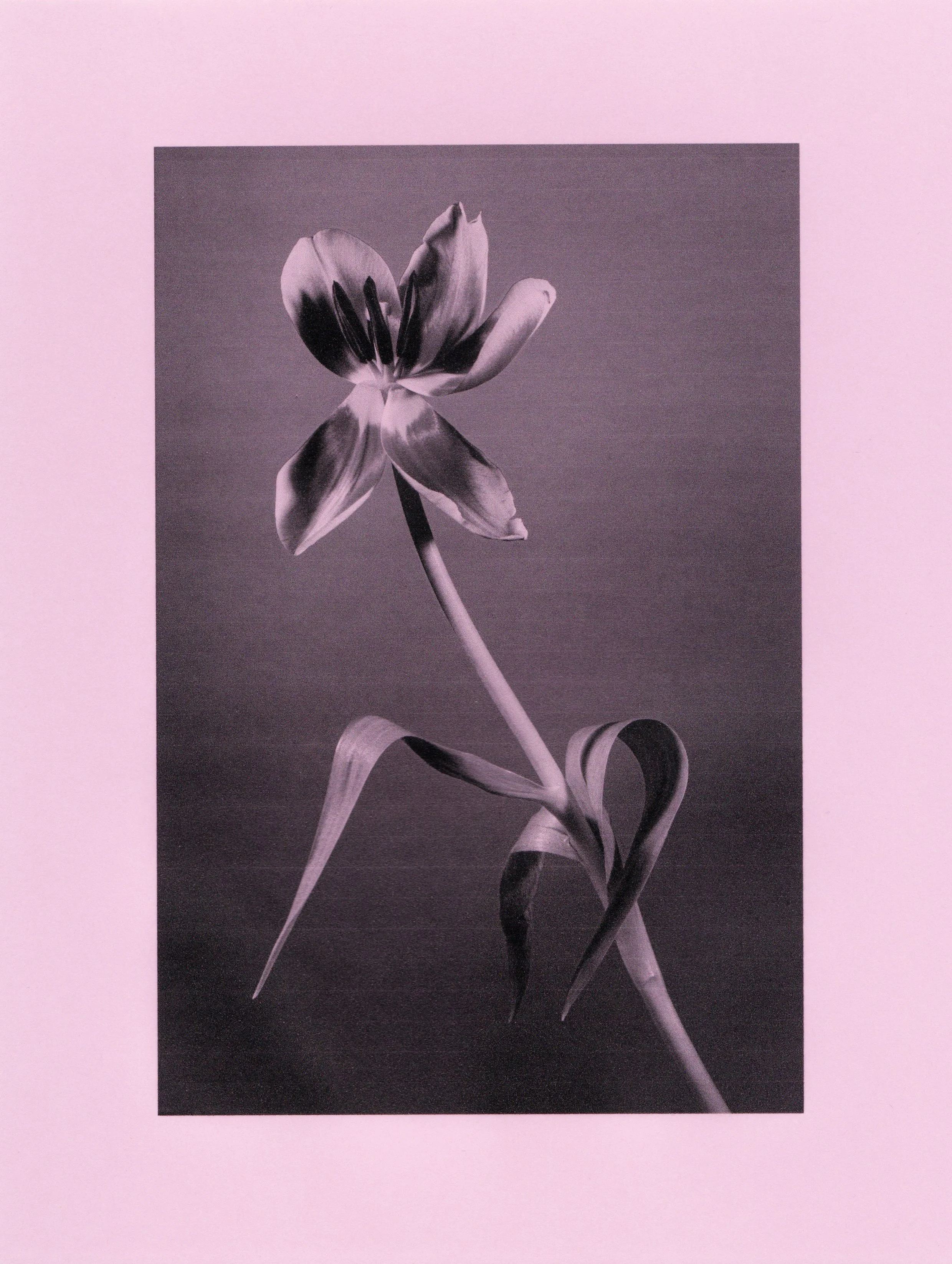flower printed and scanned 8x11
