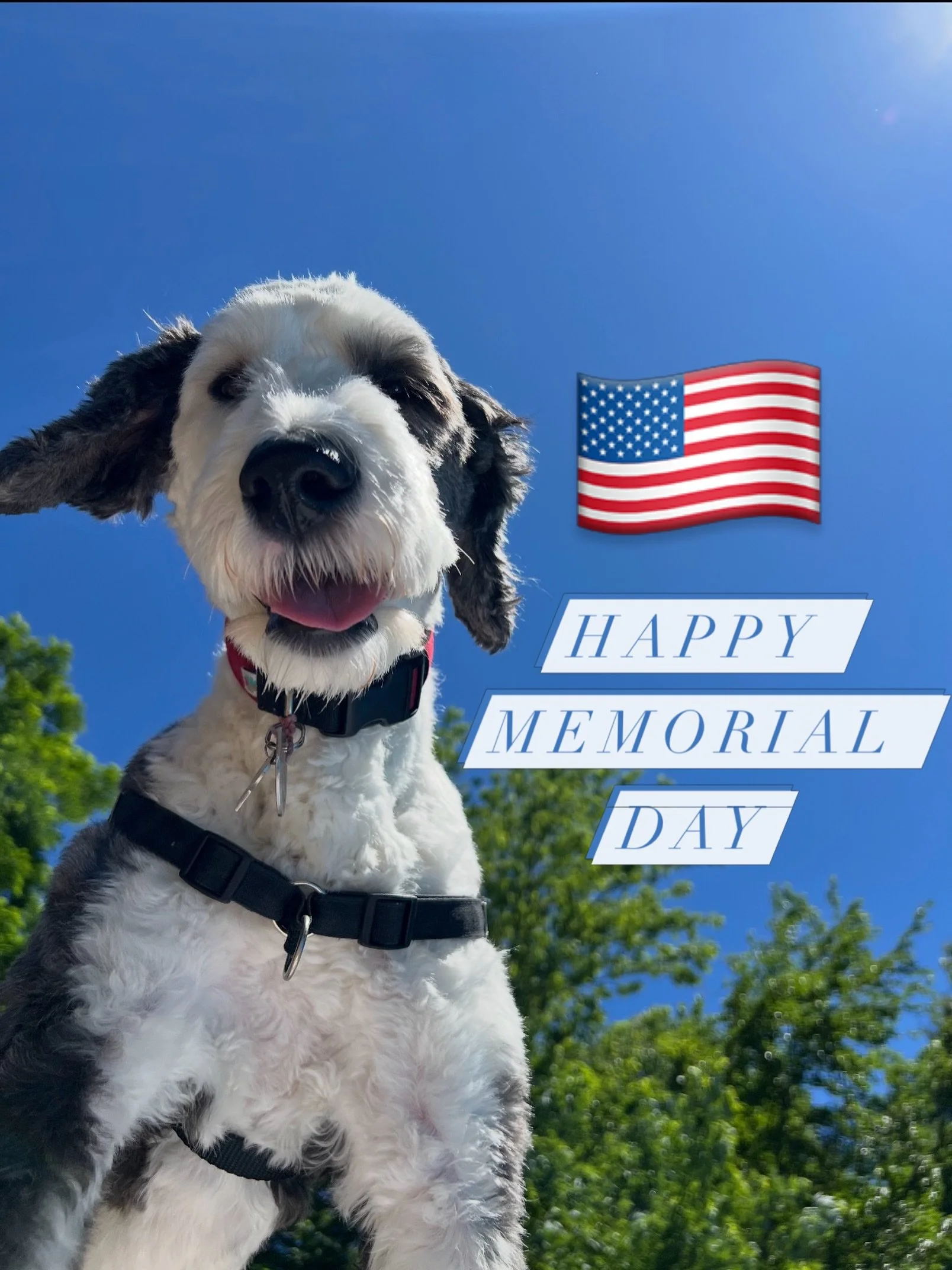 Thinking of sunshine and blue skies during this rainy Memorial Day weekend! ❤️🤍💙 #ADOPT