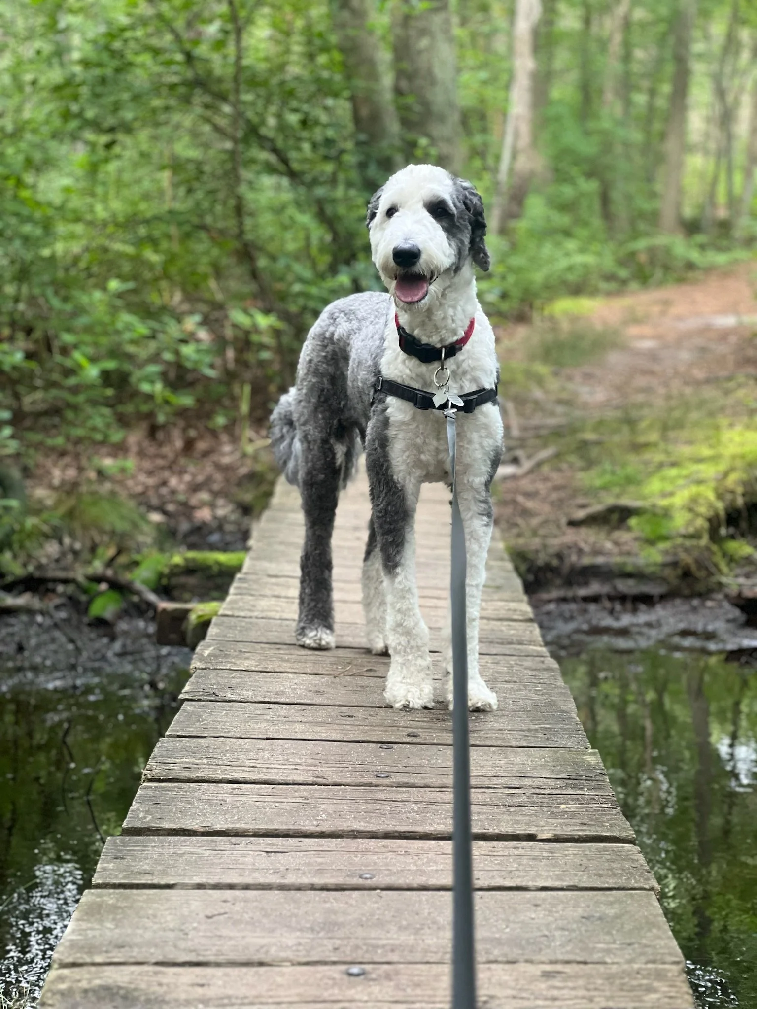 A happy dog with curly black and white fur standing on a wooden footbridge in a lush green forest.