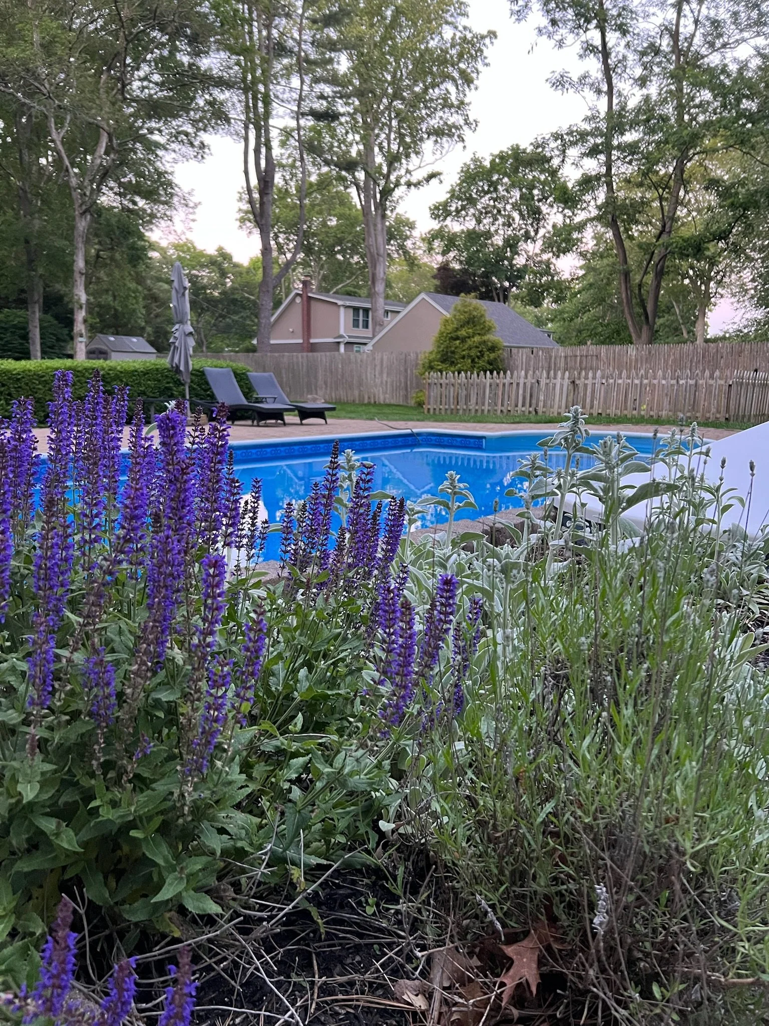 A backyard with a swimming pool surrounded by patio furniture, including two lounge chairs with a closed umbrella, and purple flowers and green plants in the foreground. There are trees and houses in the background.