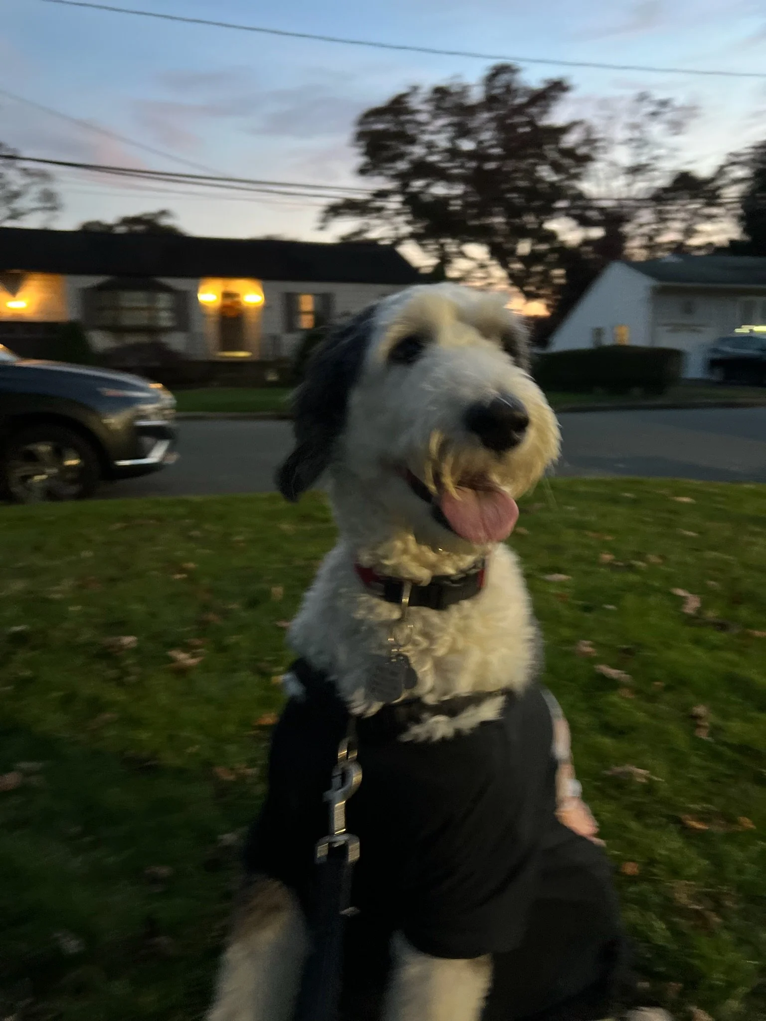 A happy black and white dog with a curly coat sits on grass in front of houses at dusk, wearing a harness and leash, with its tongue out.