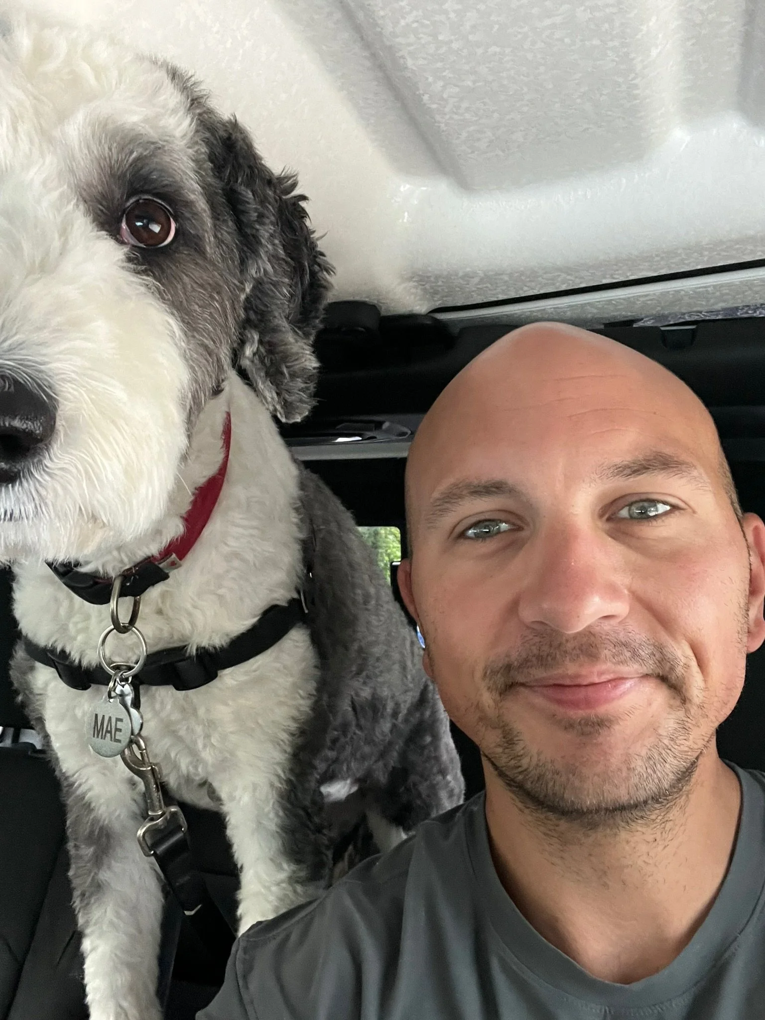 A man with a shaved head and gray shirt taking a selfie along with a large, black and white dog with a red collar and a tag reading 'MAE' on a car's backseat.