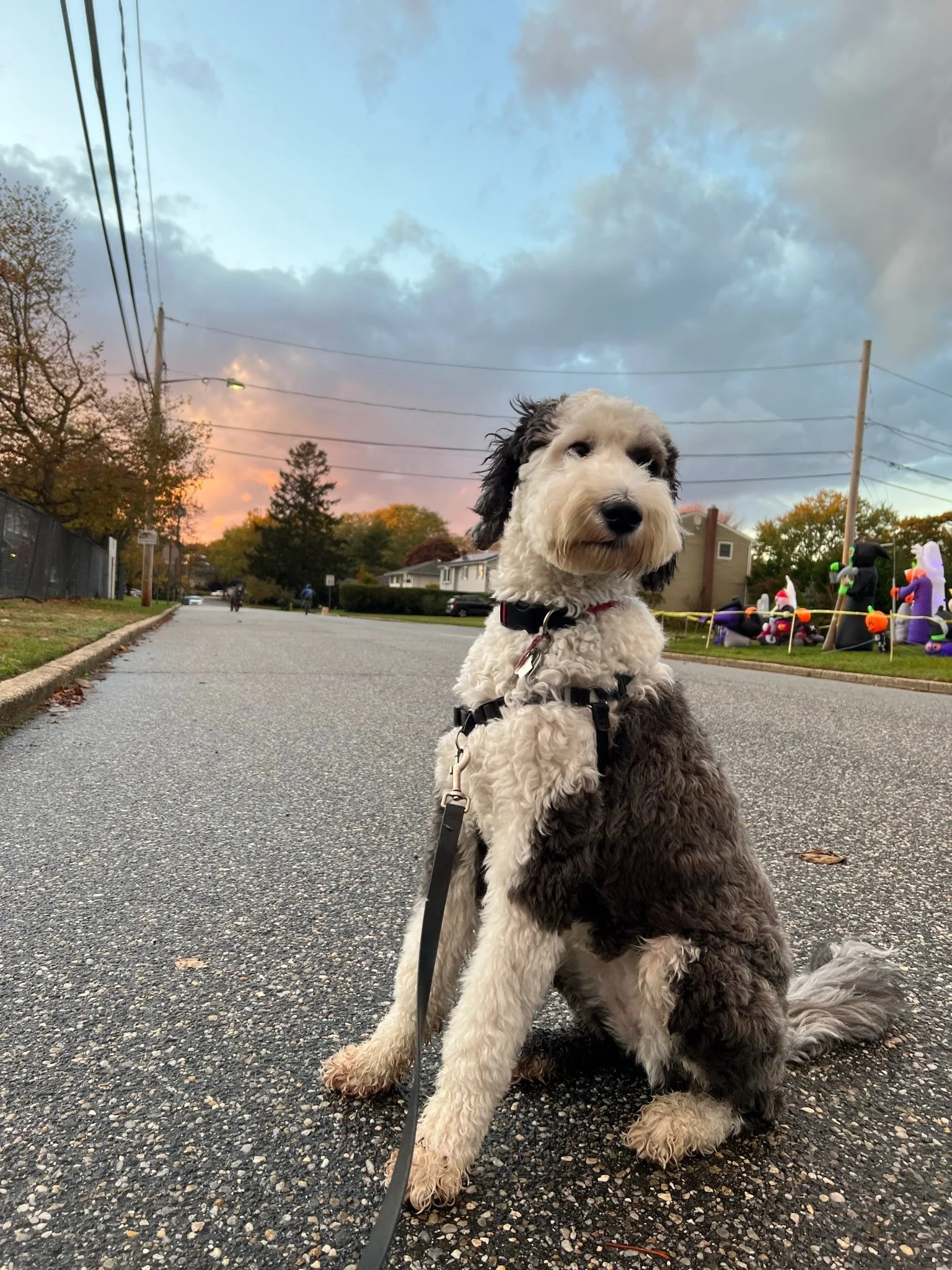 A black and white curly-haired dog sitting on a paved street during sunset, looking at the camera, with Halloween decorations on the right side of the yard.