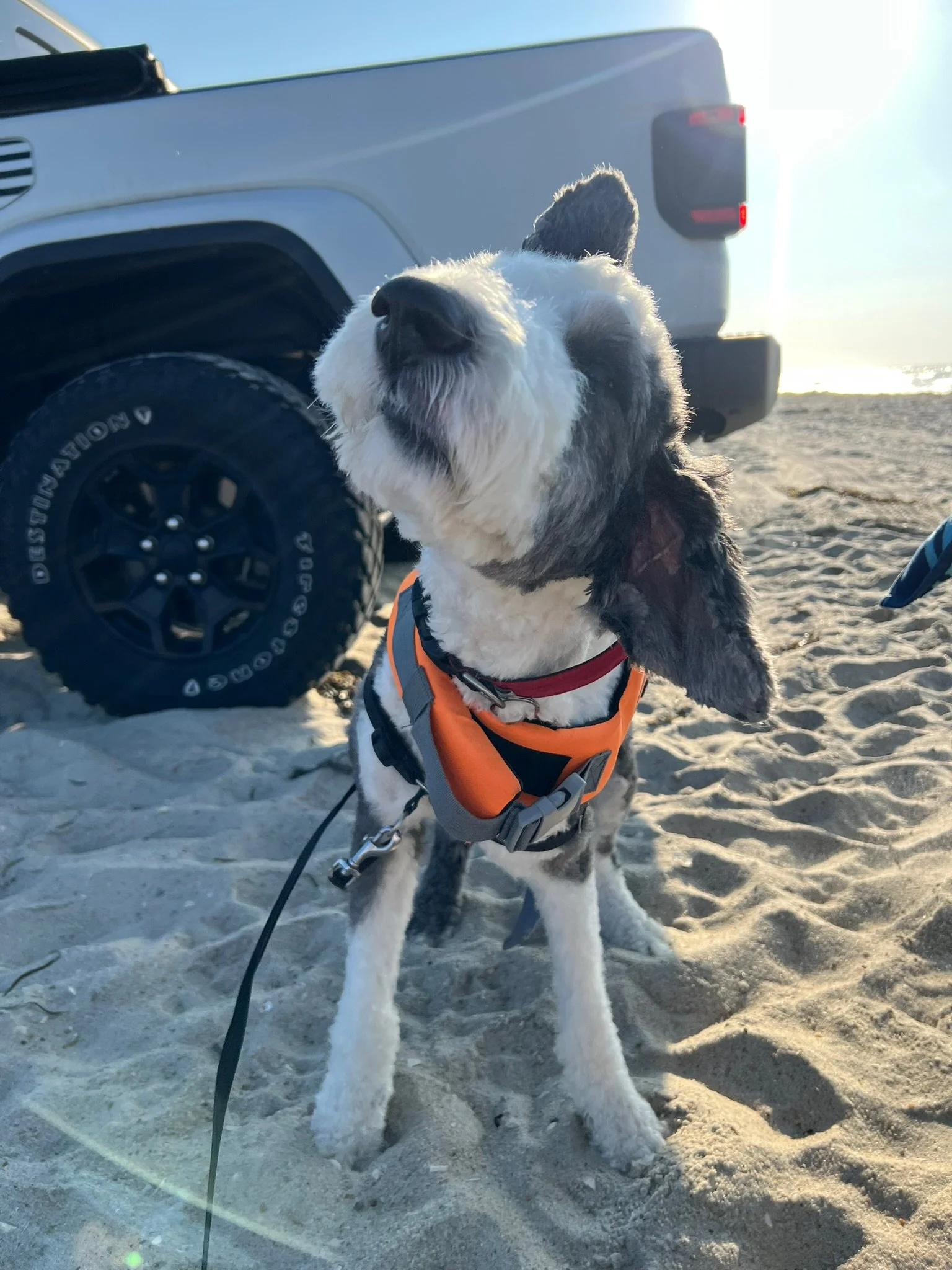 A dog with black and white fur, wearing an orange vest, sitting on a sandy beach near a vehicle, with the ocean in the background.