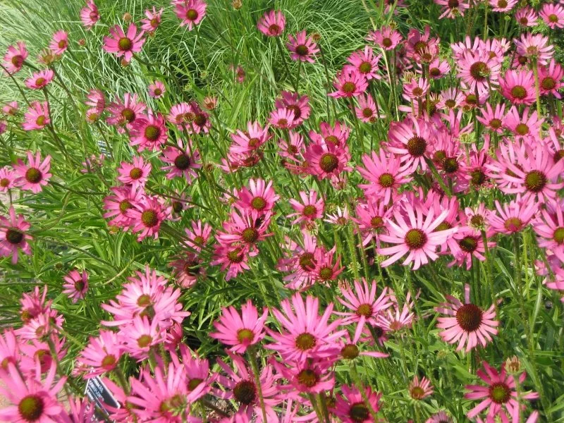 Is the seasonal transition triggering you?