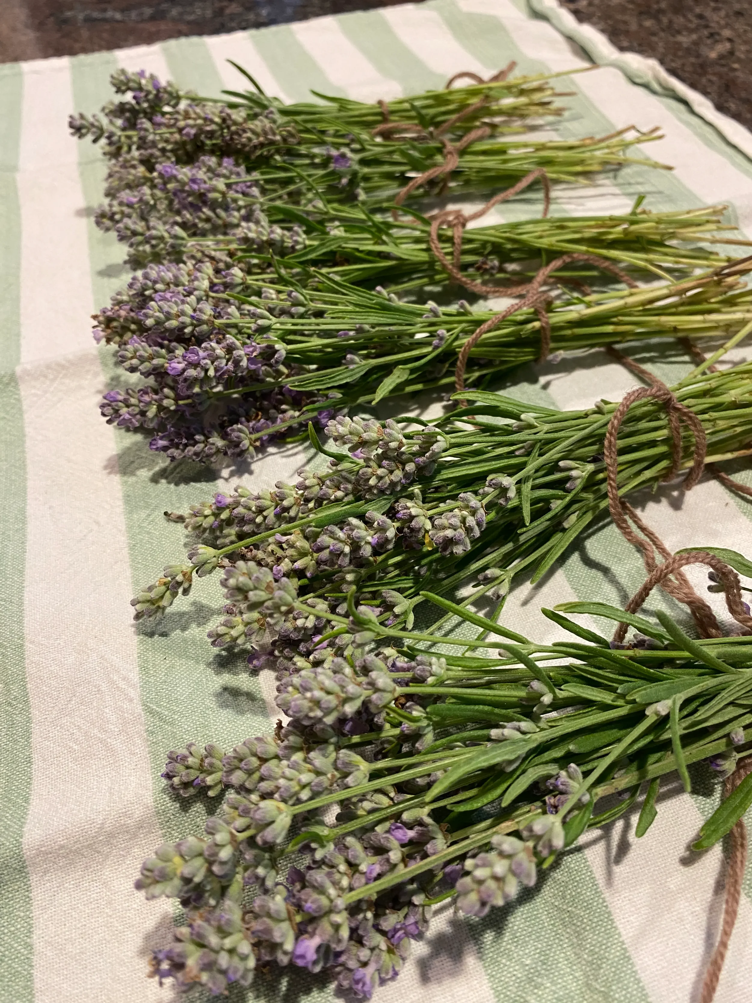 Bundles of freshly harvested lavender drying on a striped linen cloth, representing the use of botanical medicine and nervous system regulation in Holistus Health protocols.