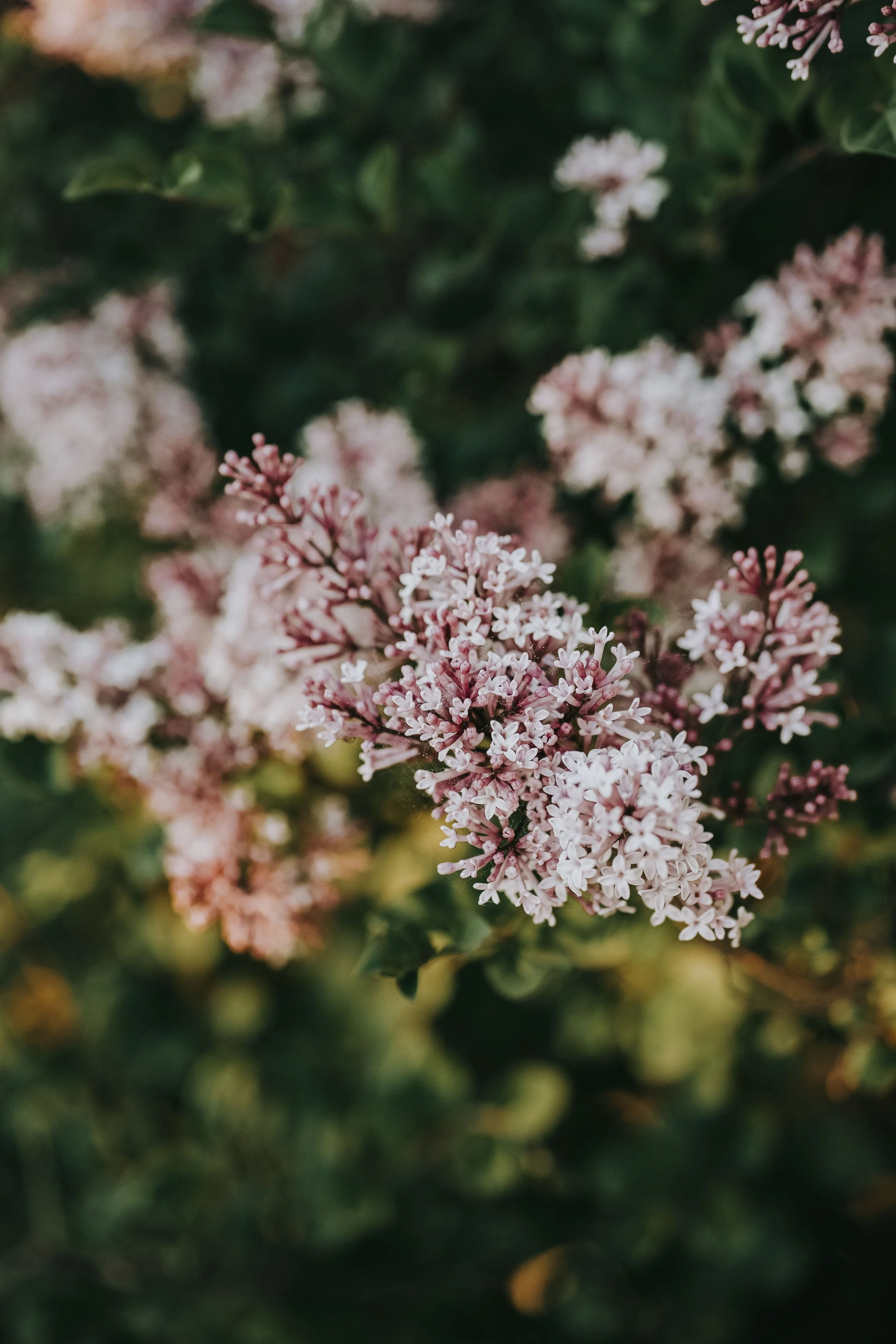 Sweet and fragrant lilac flowers known for its healing properties reflecting Sacred Nourish's Healing Approach Rooted in Natural Plants