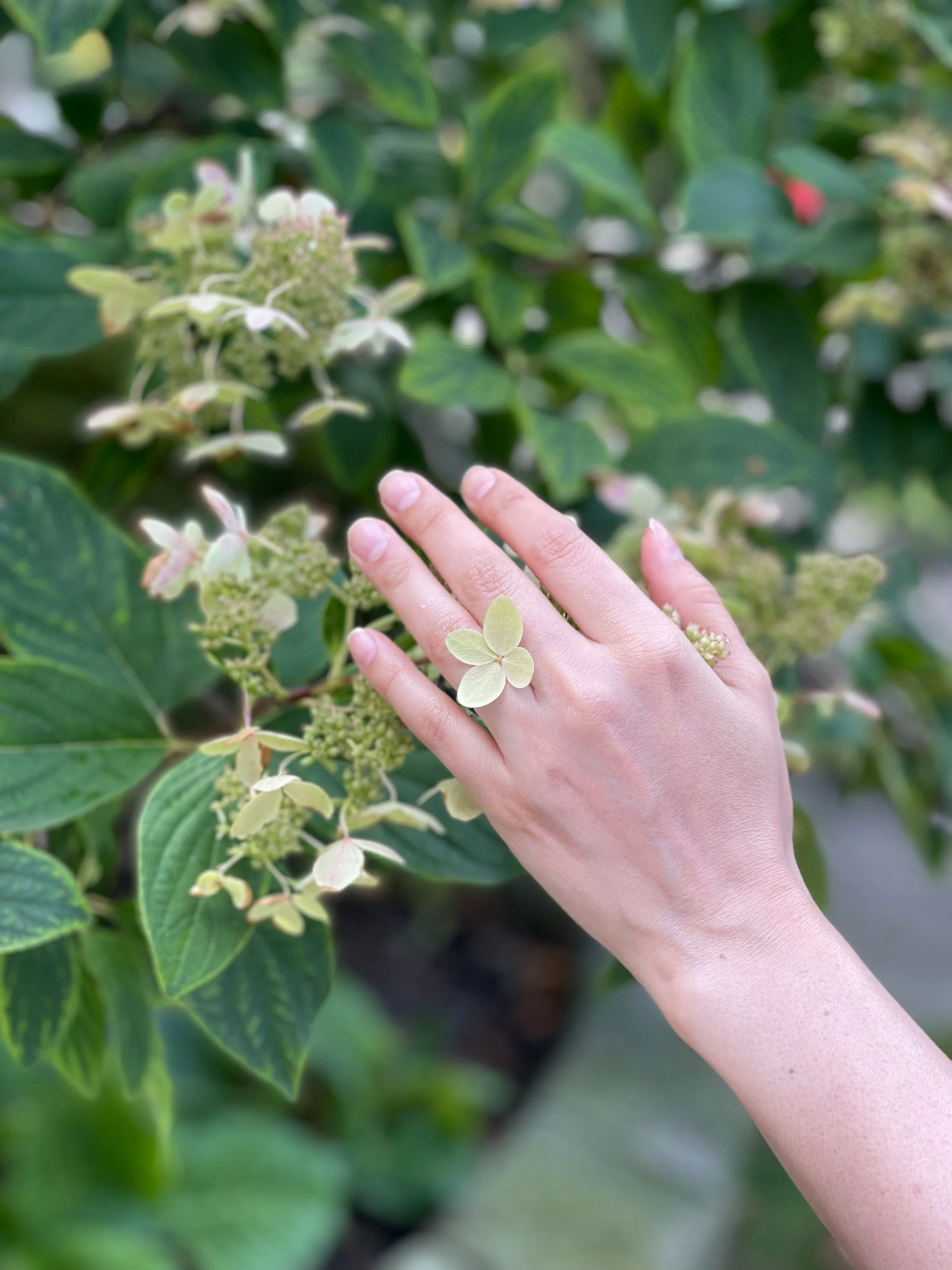 A-female-hand-gently-touching-white-oakleaf-hydrangea-flowers.jpg