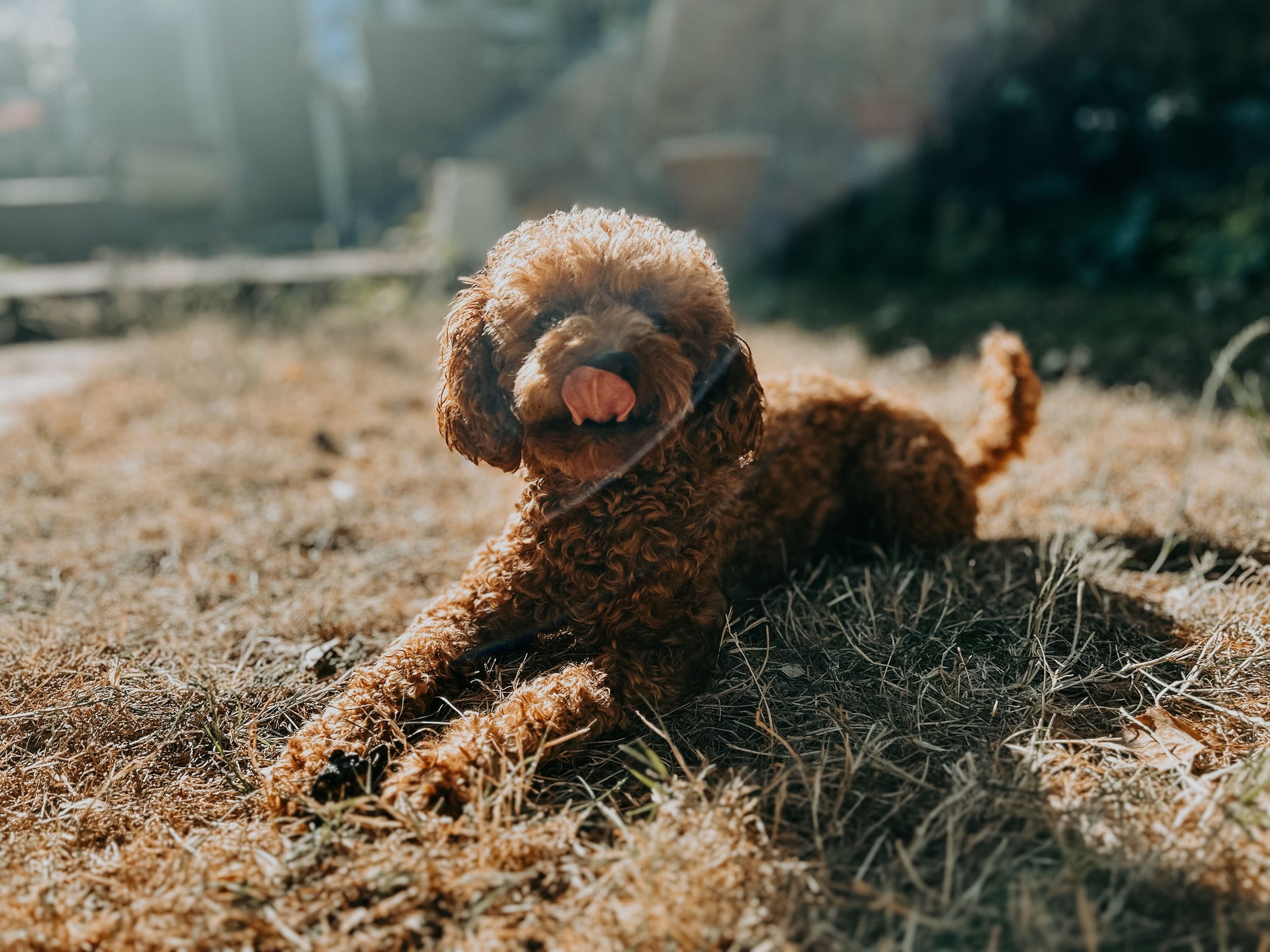 Sweet cavapoo dog Leo lying on the grass in the morning sunlight and playfully sticking his tongue out