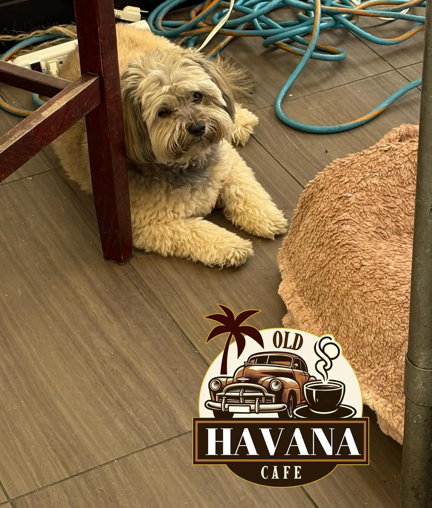 Our smallest family member hard at work, helping us for@our grand opening.  @theoldhavanacafe 2225 SE OCEAN BLVD.  Stand by for the MIAMI STEAK and HAVANA NACHOS and of course CAFE CON LECHE.  Soooooonnnnn.  #stuart
#belocal
#stuart #belocalstuart #s
