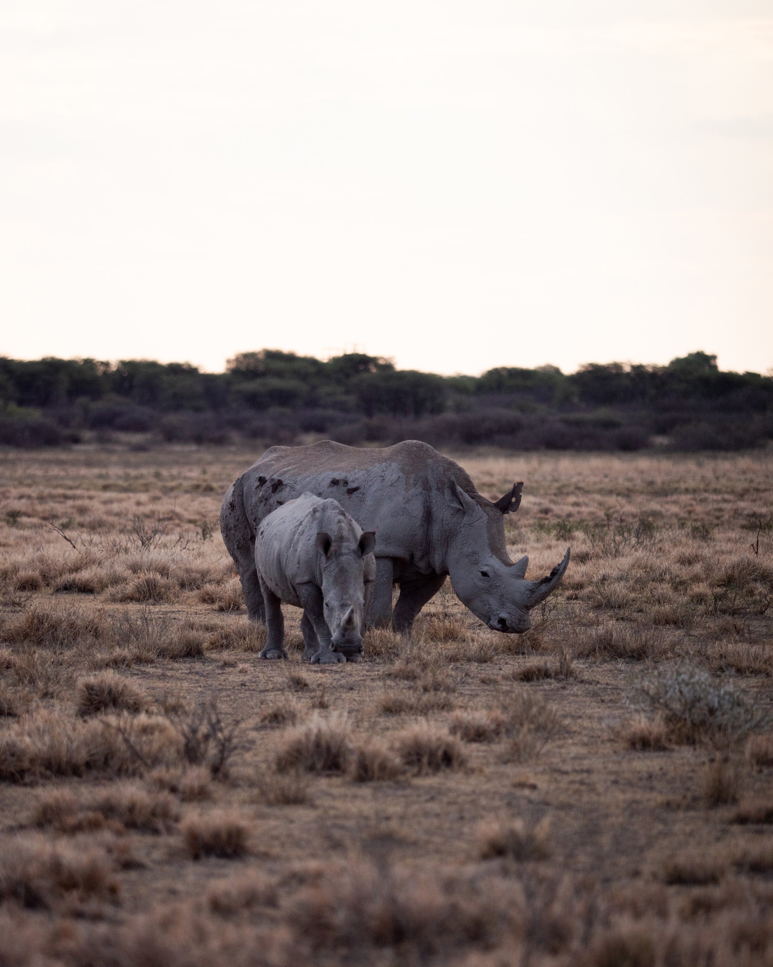 Duo de rhinocéros, une maman et son petit, au Botswana.