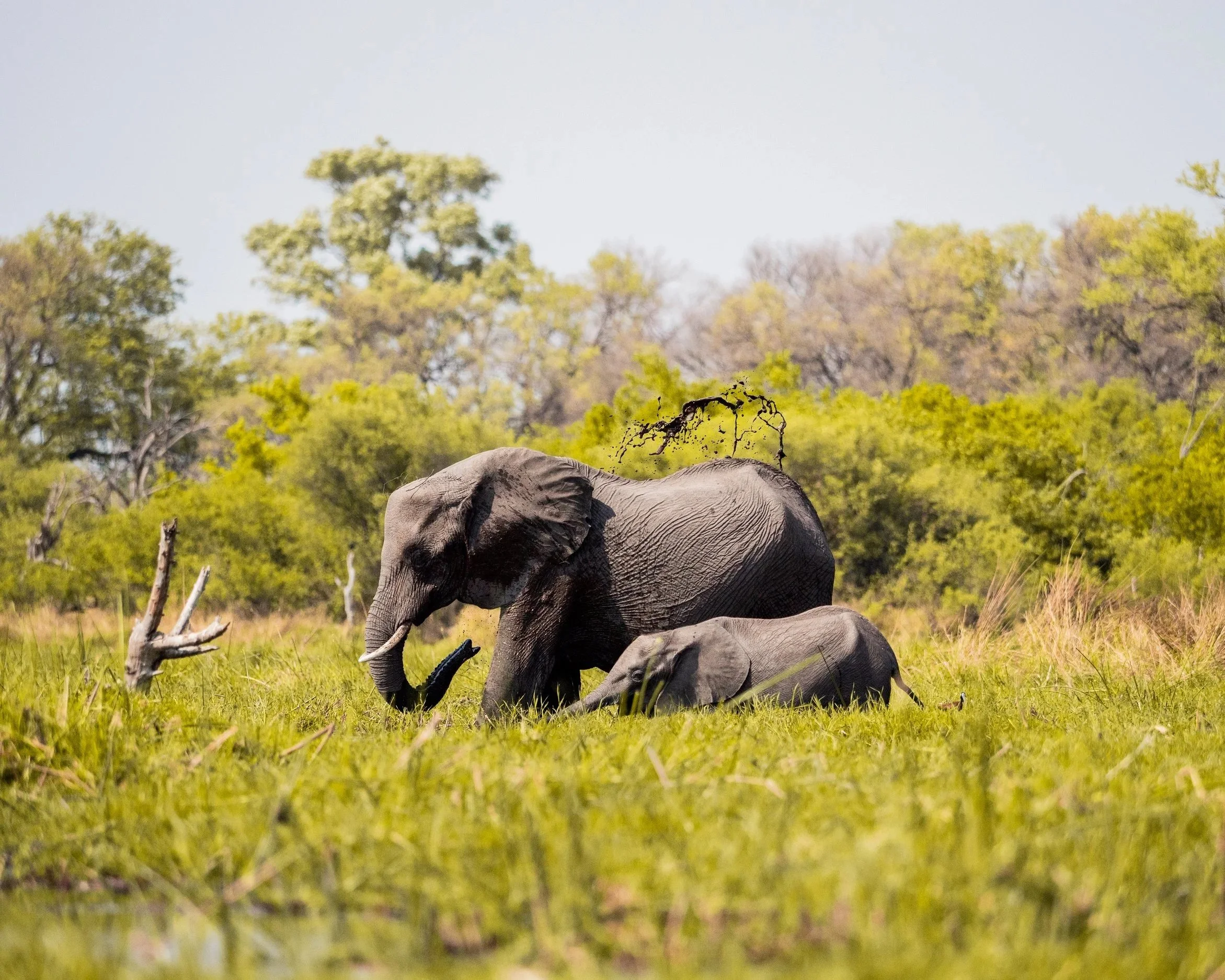 Une maman éléphant et son petit en plein déjeuner dans la région de Kwai, au Botswana.