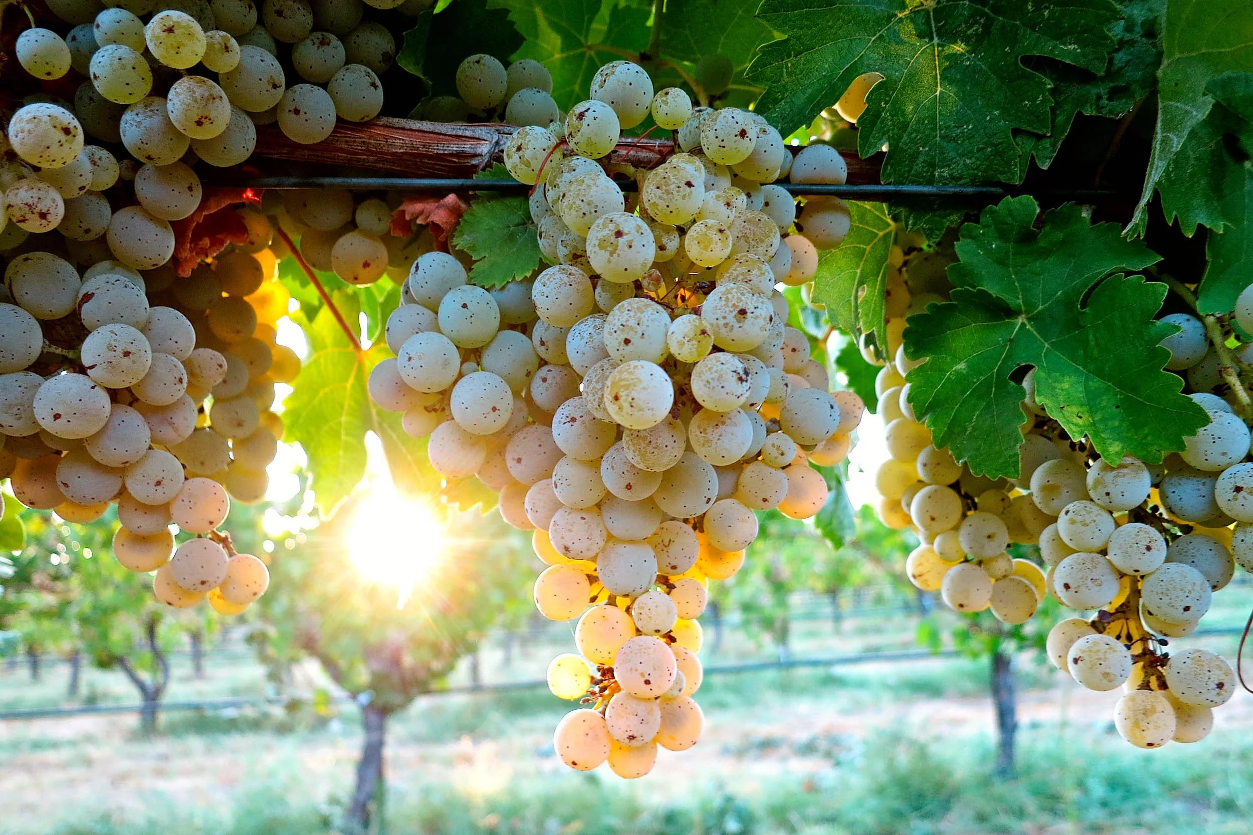 kerner-grapes.jpg