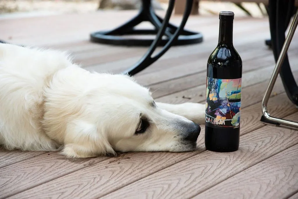 localism-dog-1.jpg