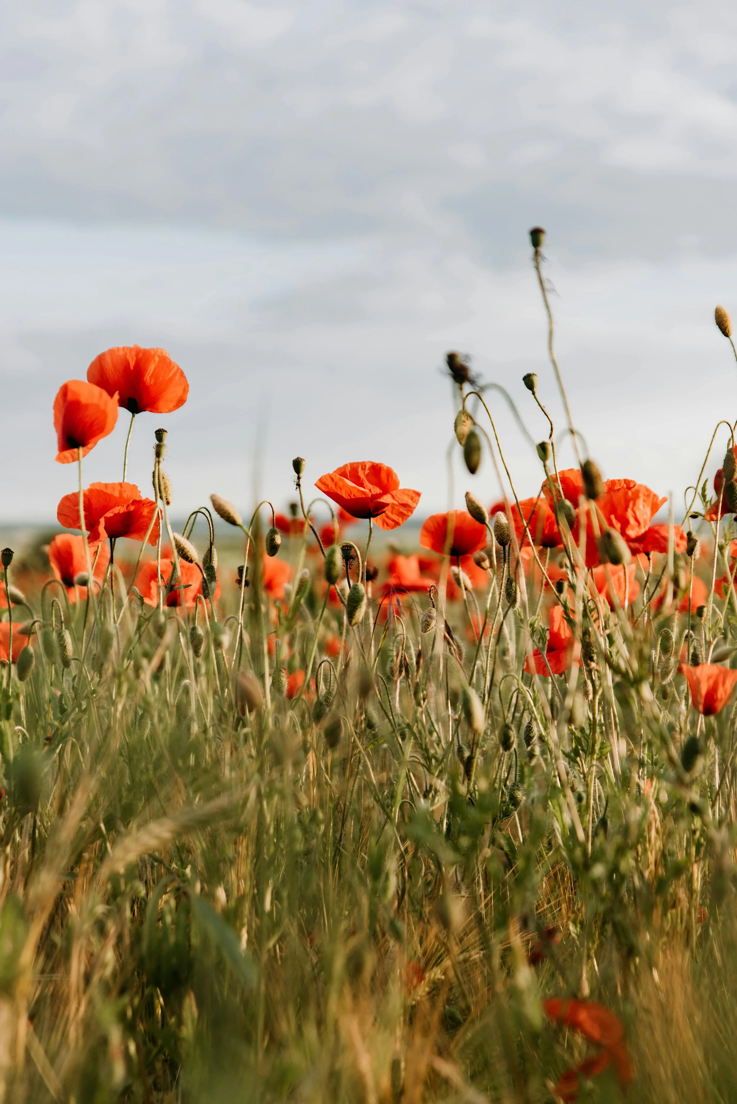 Field of red poppies under a cloudy sky.