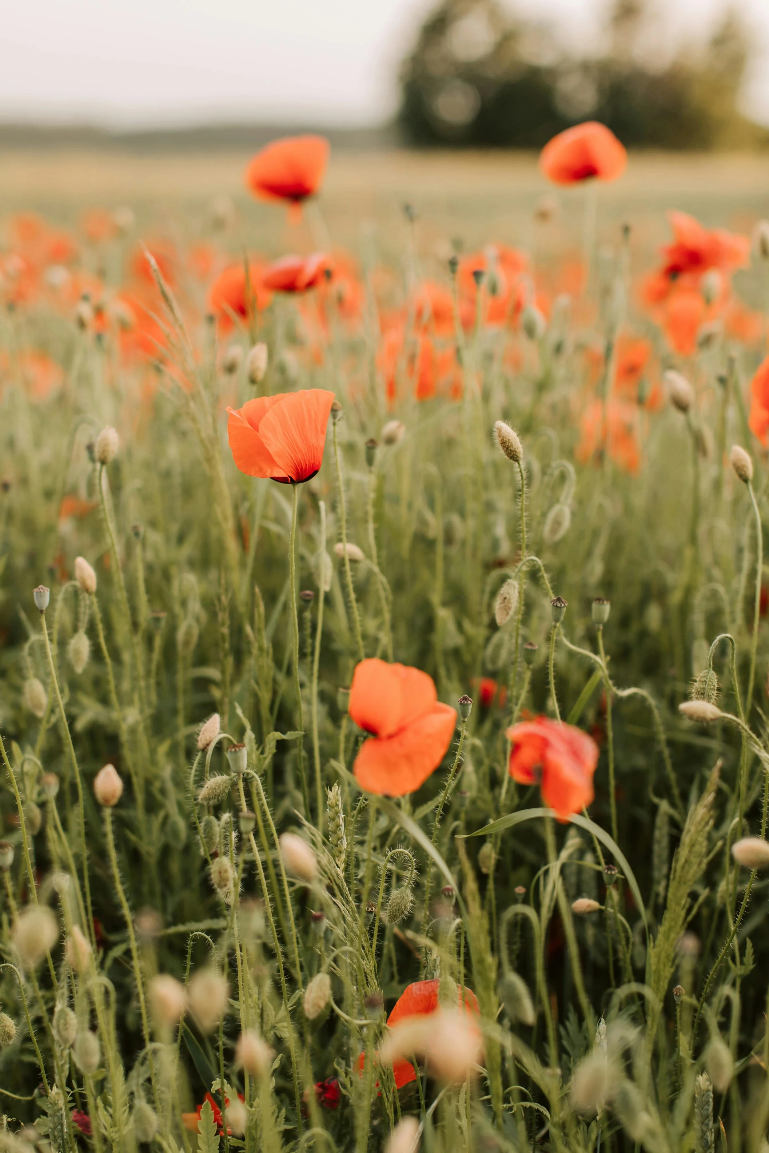 A field of orange poppies in bloom with some buds and greenery, and a blurred background with trees.