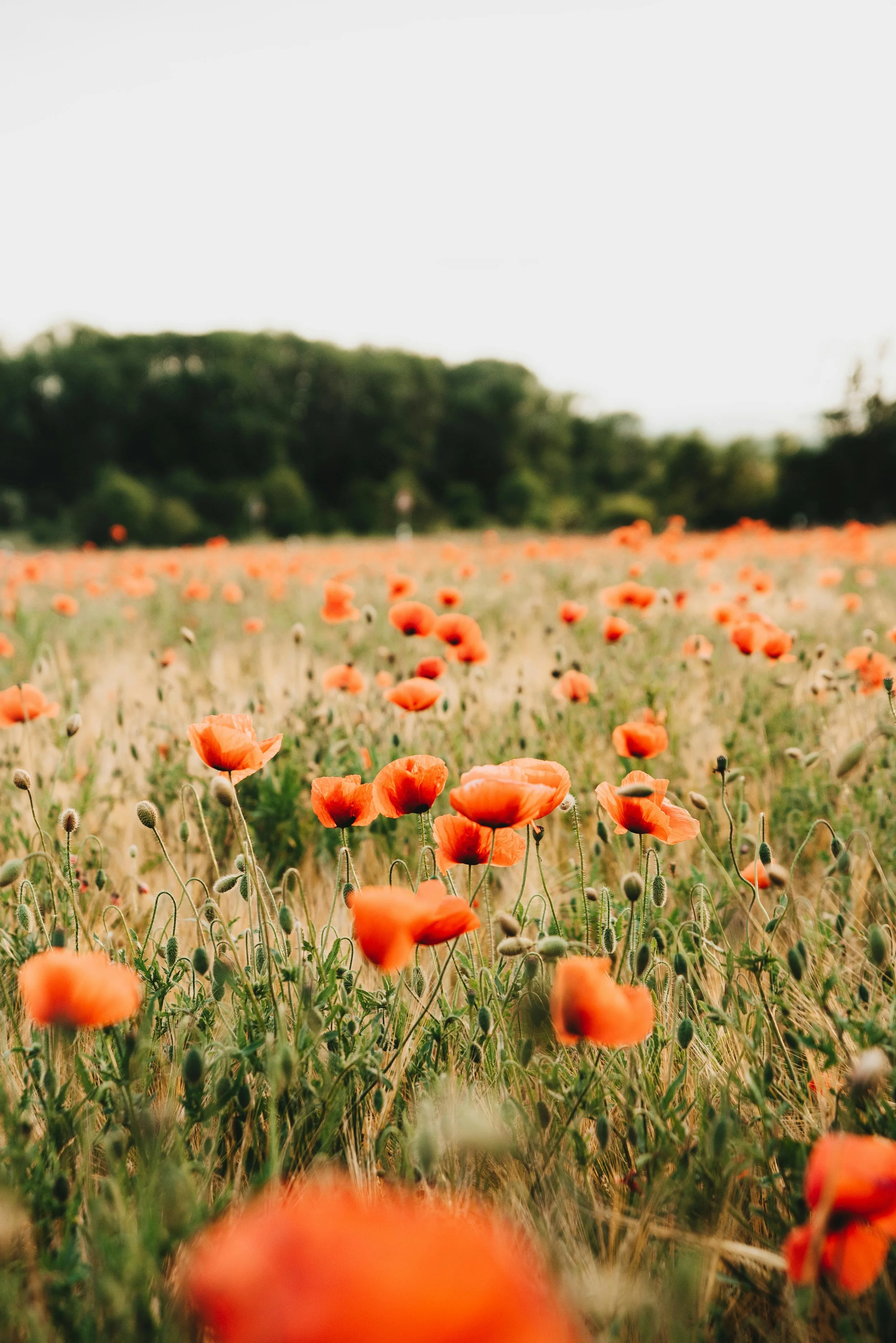 Field of orange poppy flowers with a distant tree line and overcast sky in the background.